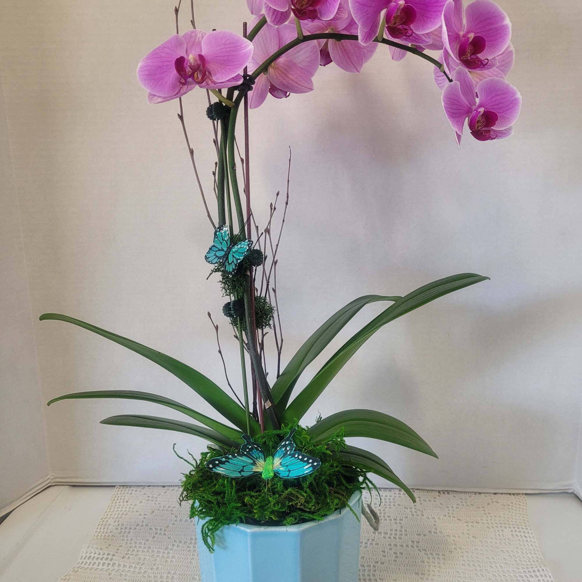 A beautiful cascading Phalaenopsis orchid featured in a decorative ceramic pot. Saucer