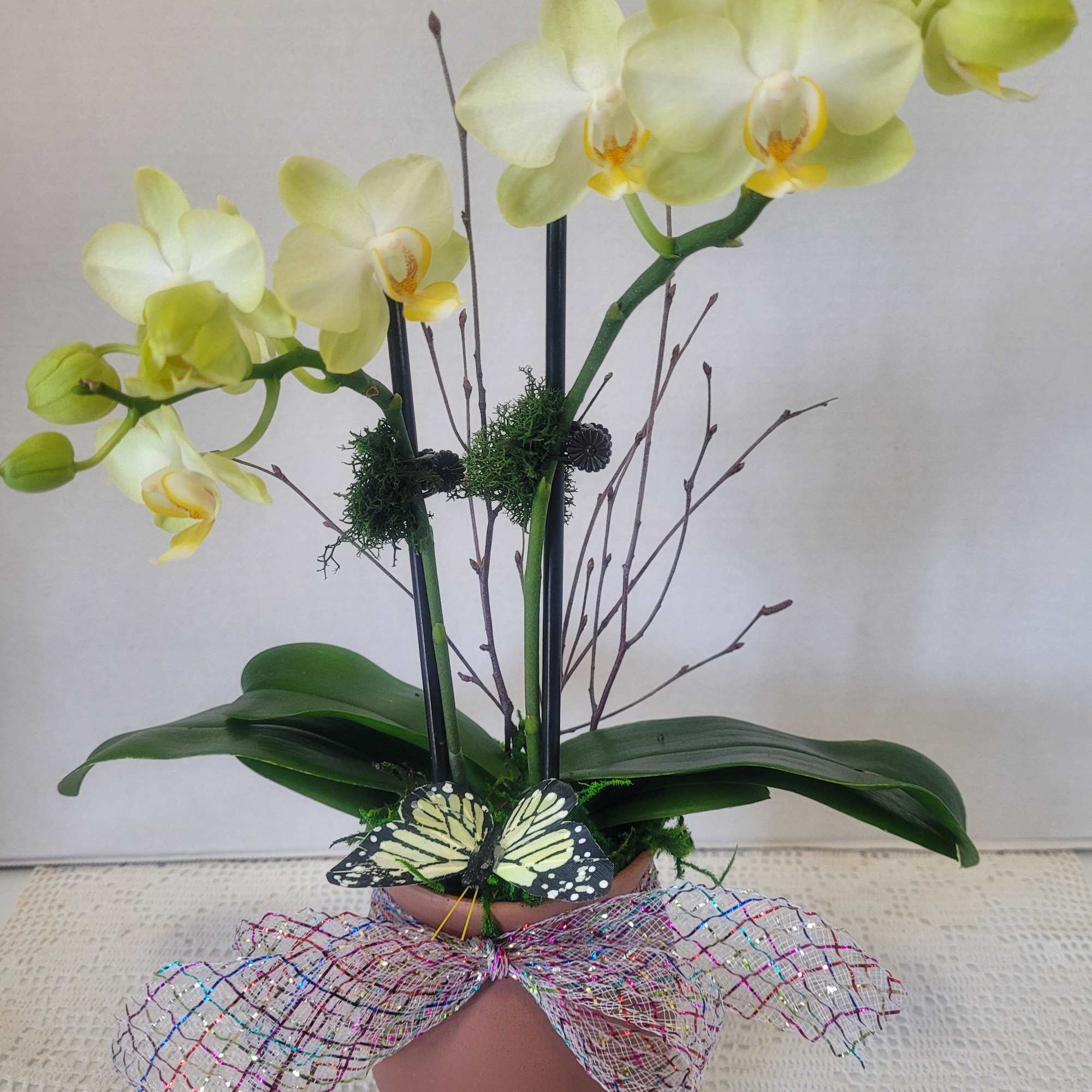A petite double stem orchid featured in a terracotta urn. The color