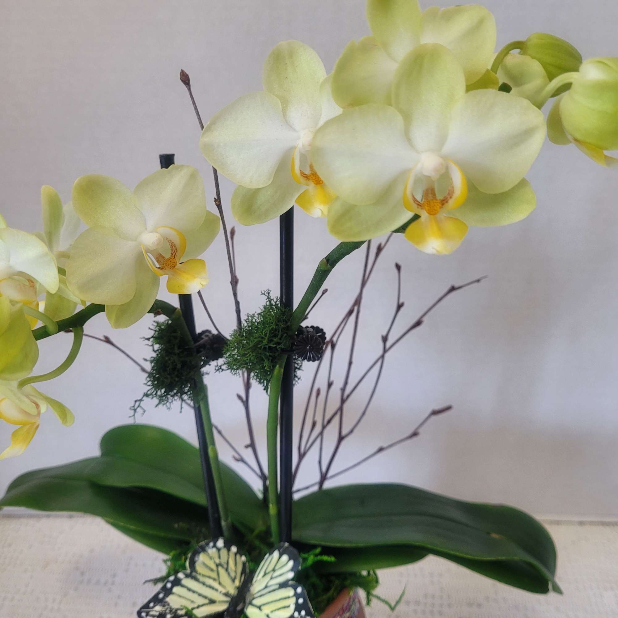 A petite double stem orchid featured in a terracotta urn. The color