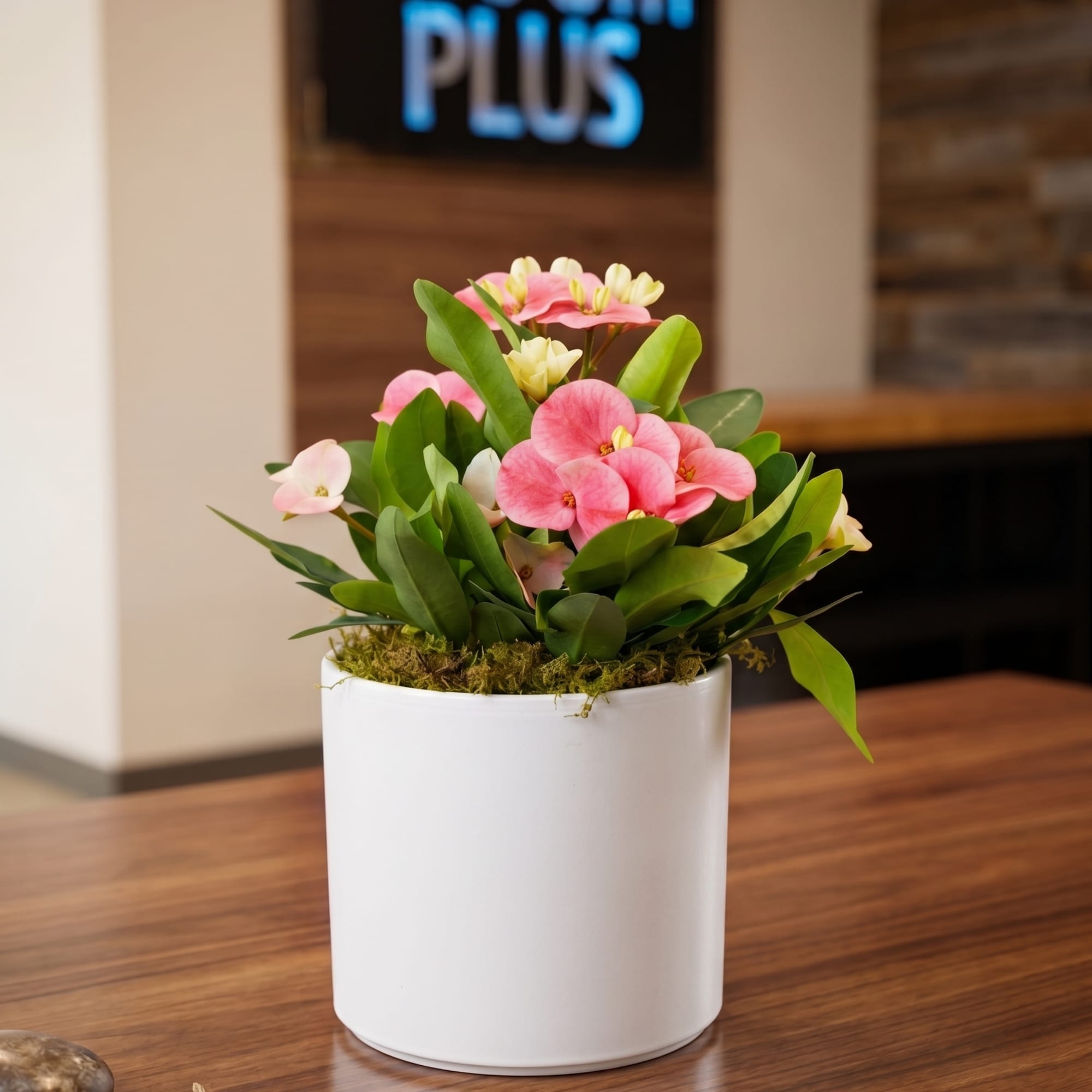 This elegant Crown of Thorns (Euphorbia) is arranged in a white ceramic
