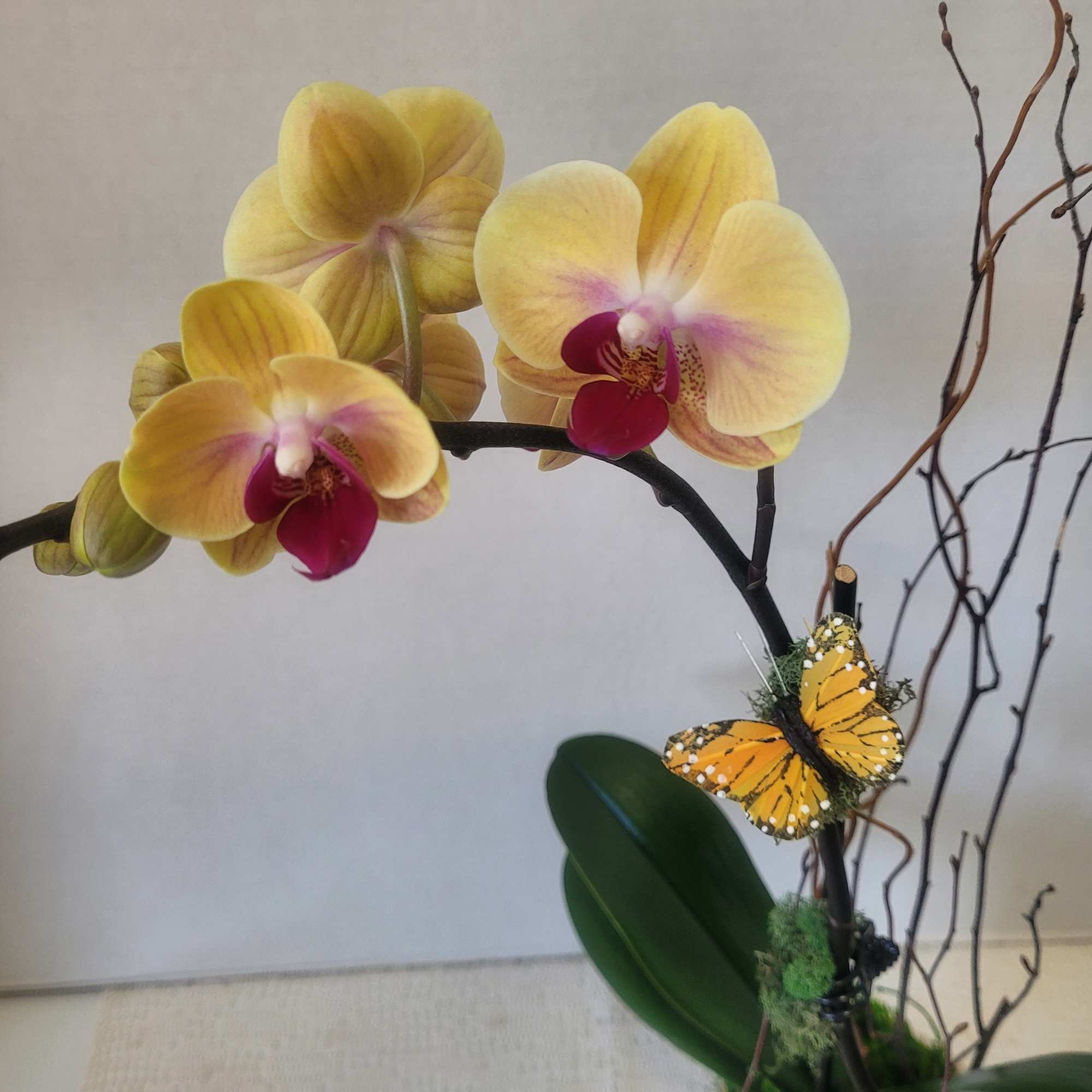 A beautiful, petite single stem Phalaenopsis. Perfect for really any occasion. 