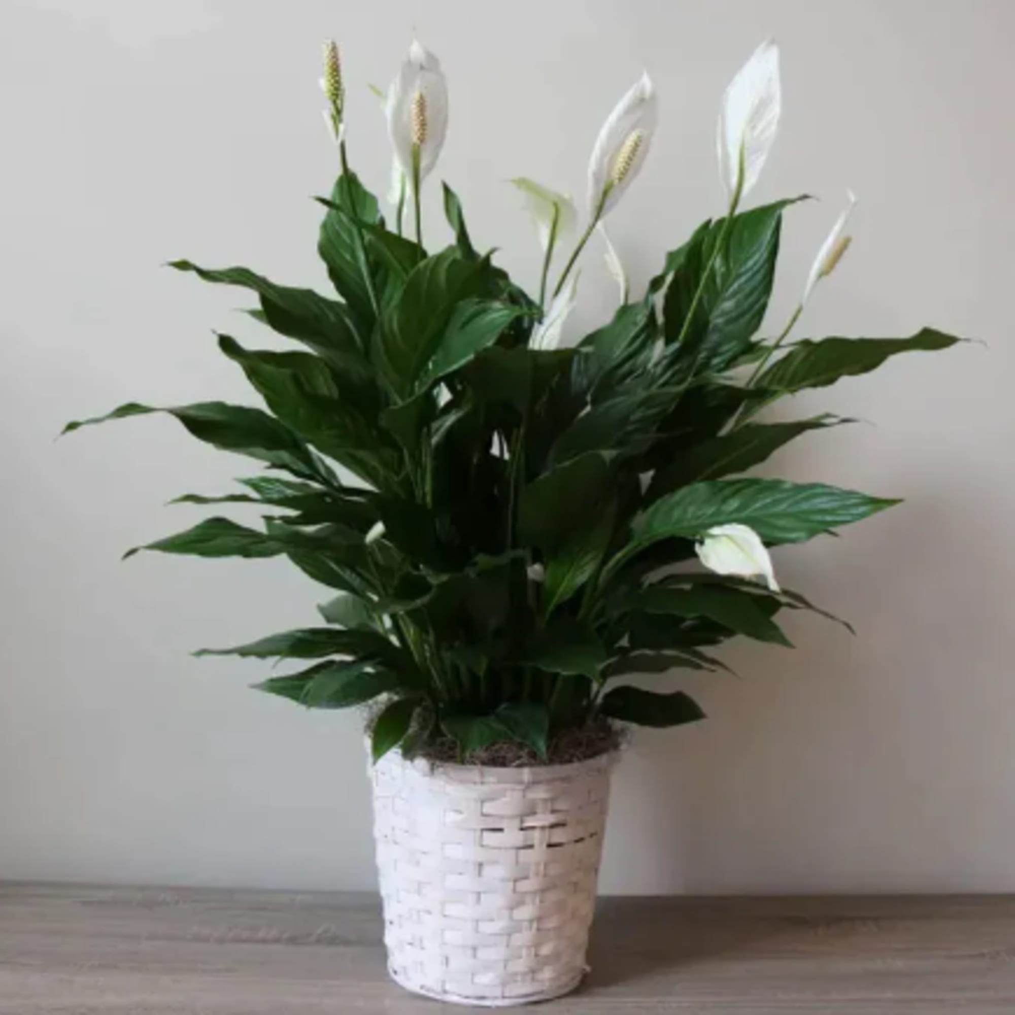 Potted peace lily plant with white blooms in a woven white basket