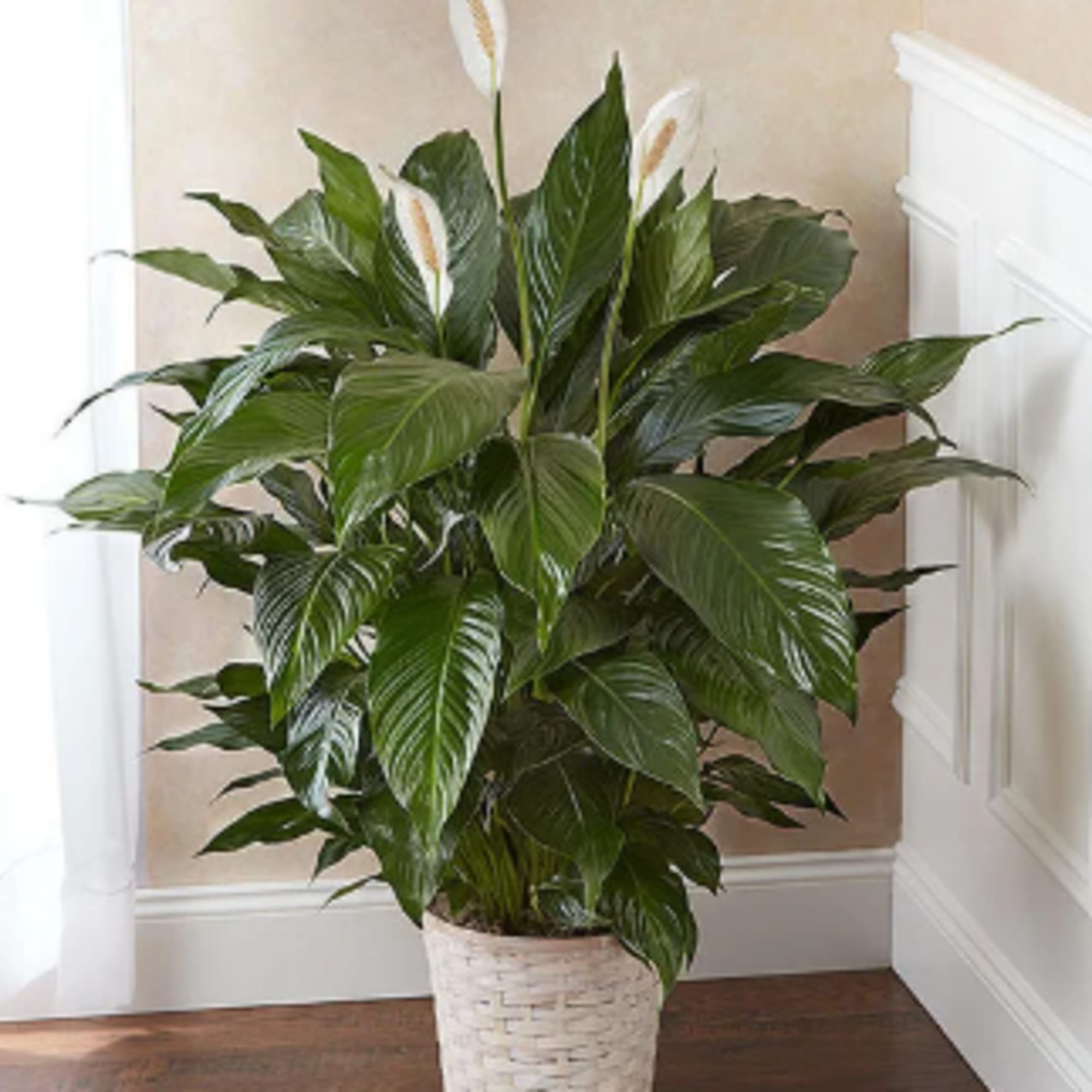 Potted peace lily plant with white blooms in a woven basket