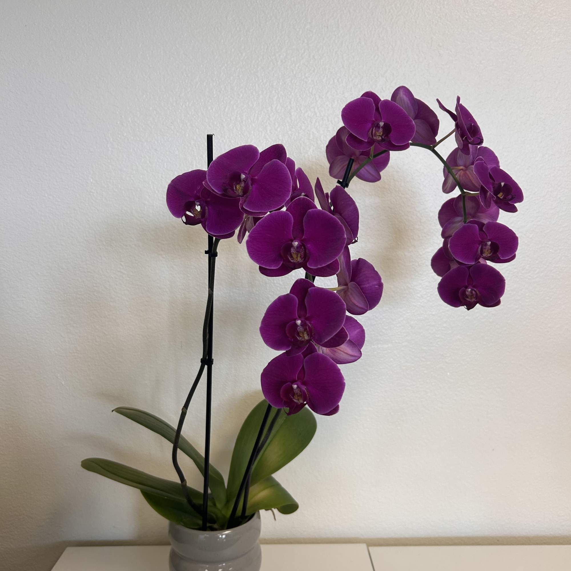 The flowers of the popular and beautiful phalaenopsis orchid plant are thought