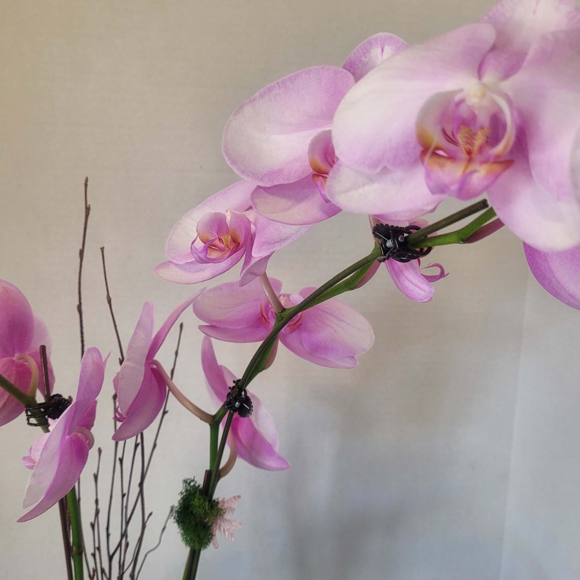 A stunning double stem Phalaenopsis orchid in a glass container. Stands approximately