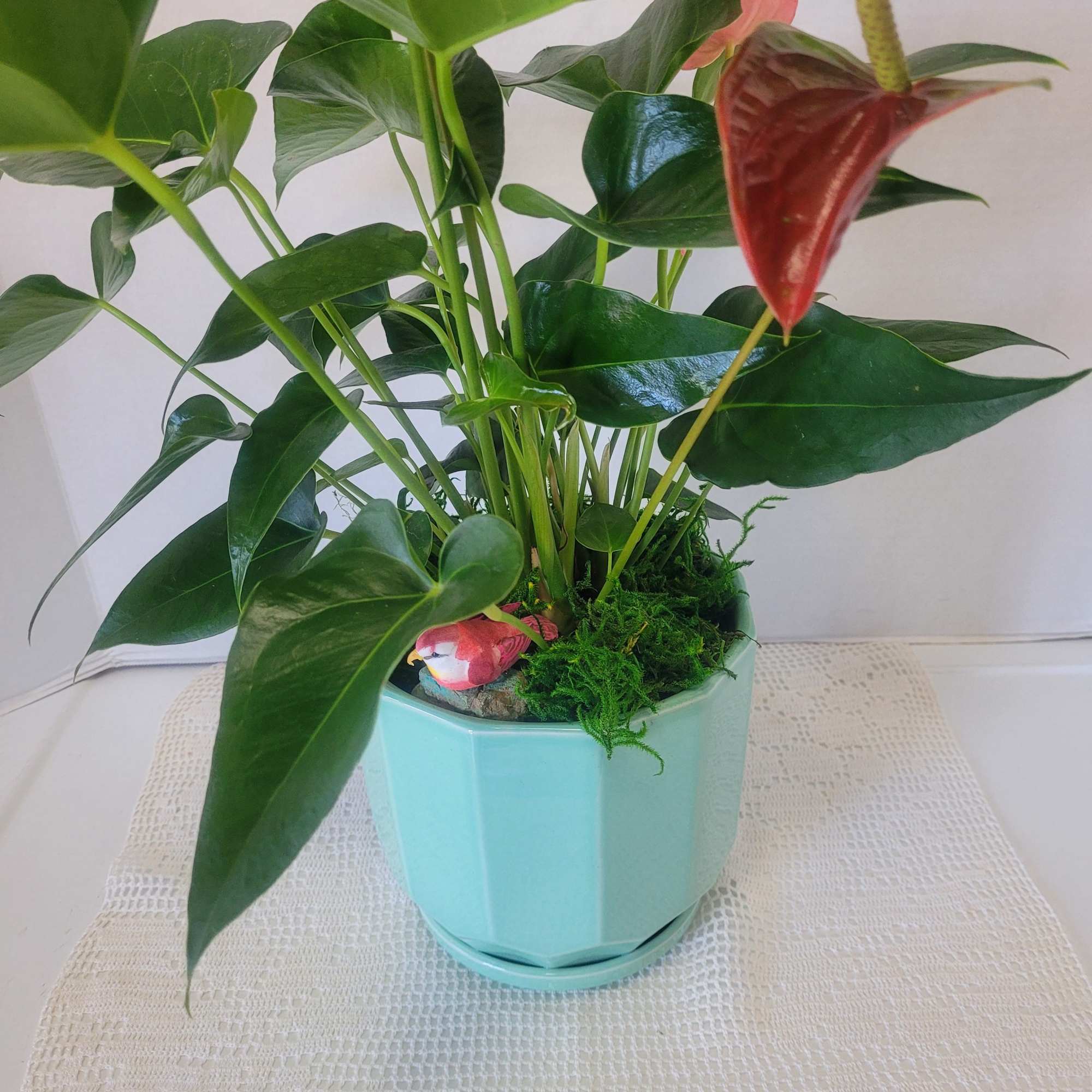 This striking pink Anthurium is ideal gift for anyone. It will add