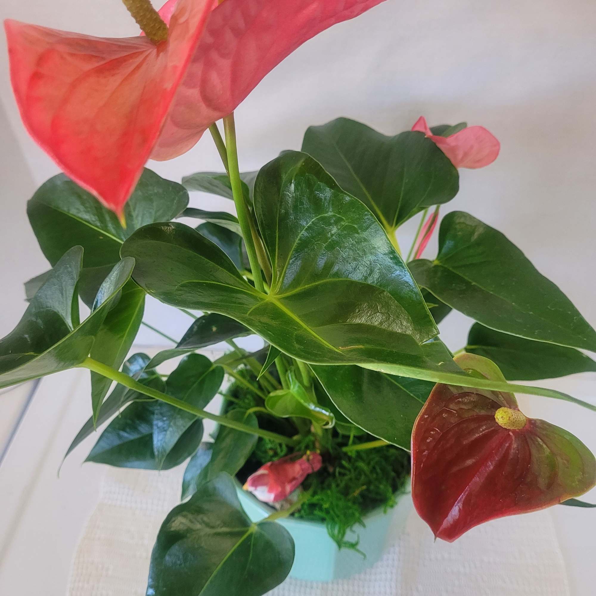This striking pink Anthurium is ideal gift for anyone. It will add