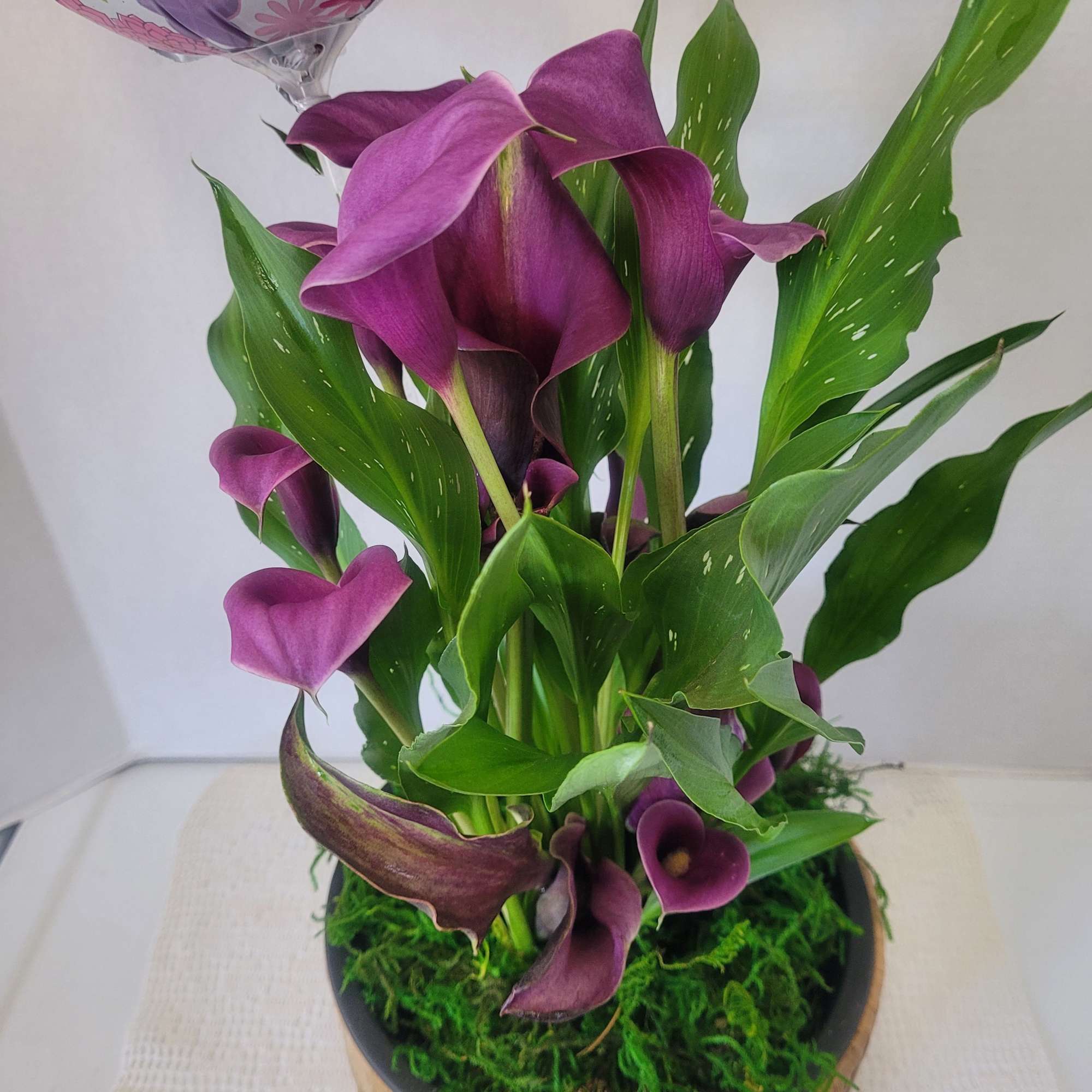 This striking Calla Lily will be a beautiful addition to any decor.