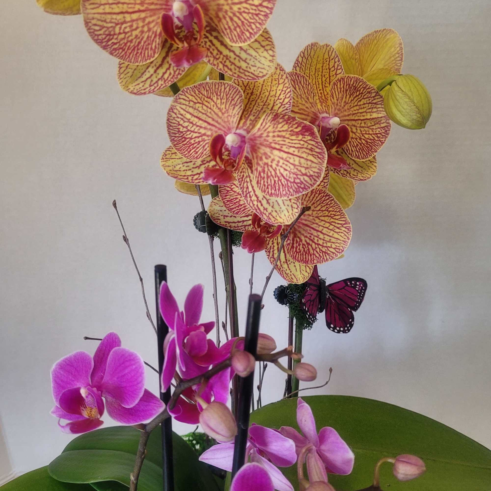 This is an amazing arrangement with two different colored Phalaenopsis orchids. With