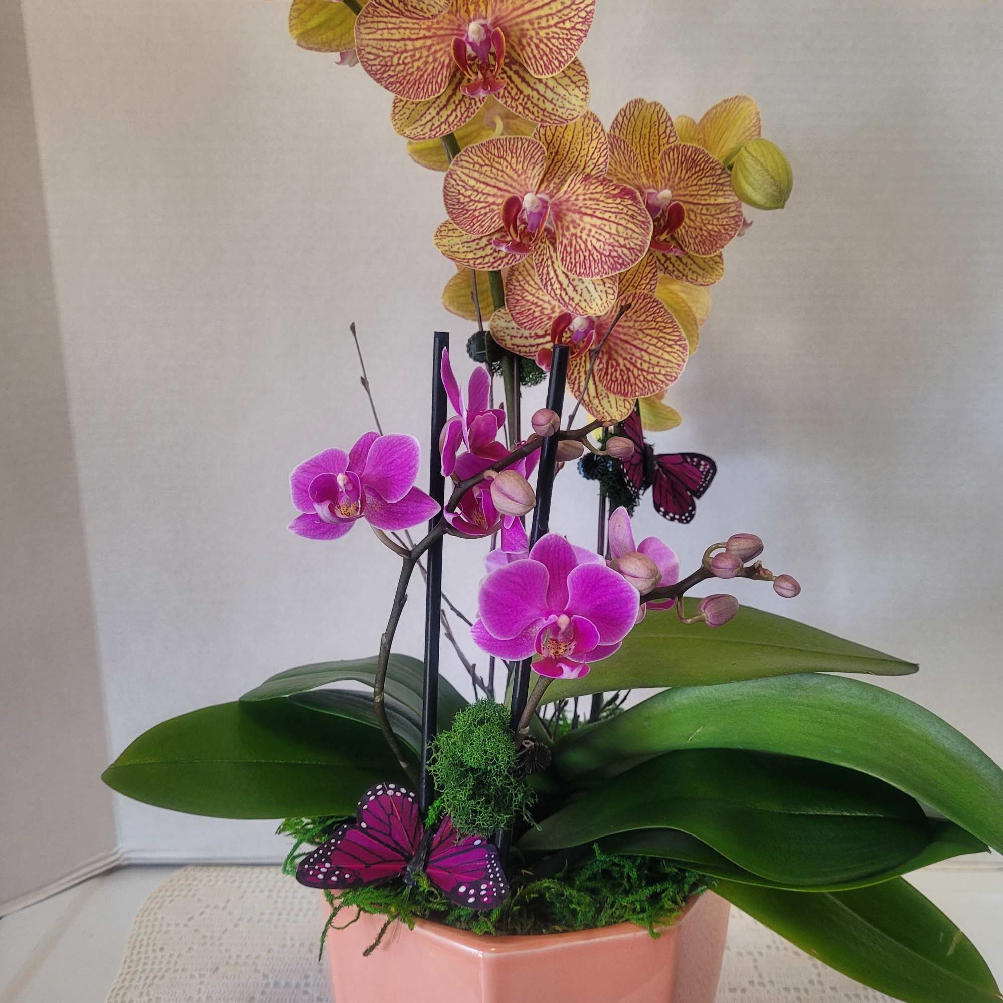 This is an amazing arrangement with two different colored Phalaenopsis orchids. With