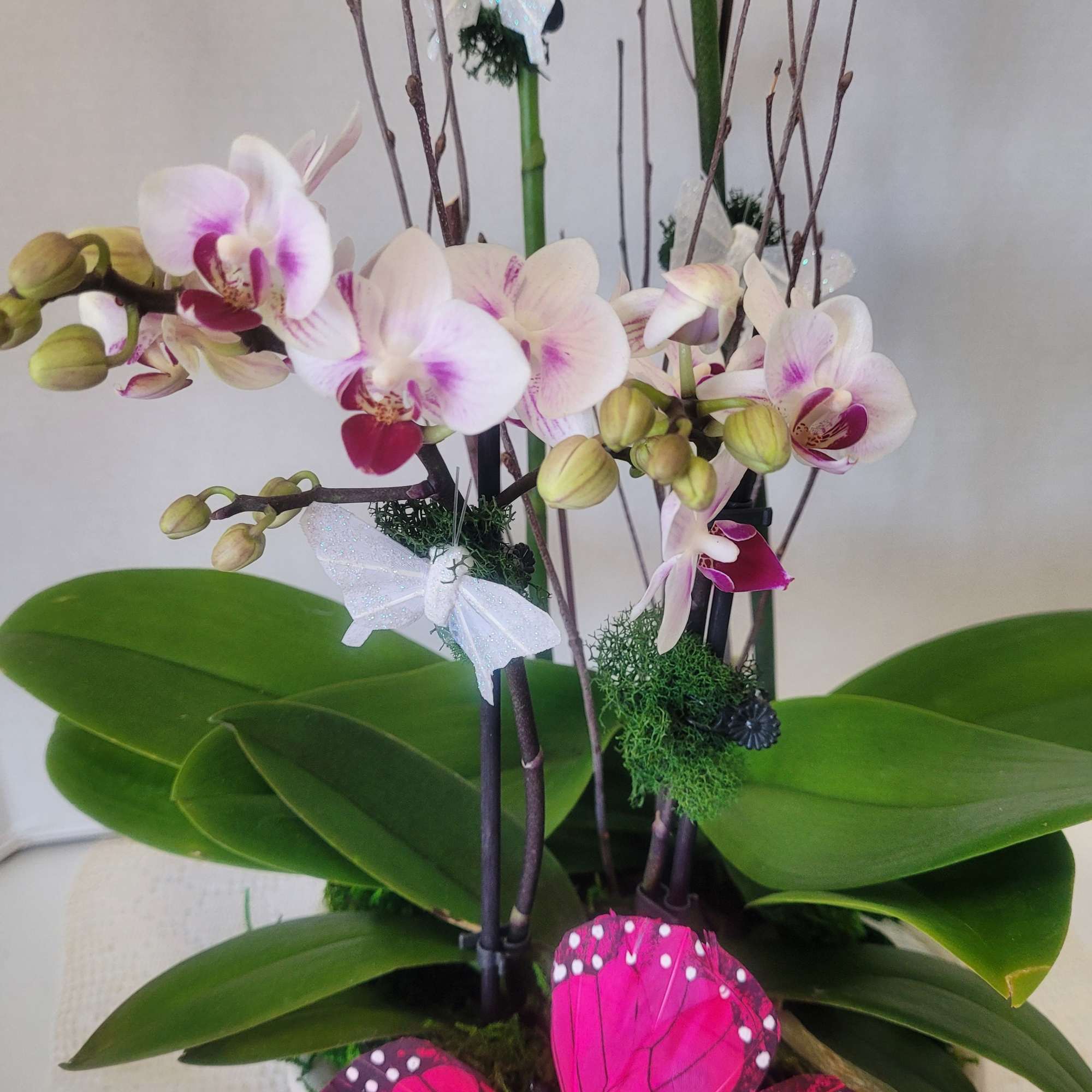 Two separate lovely white Phalaenopsis orchida featured in a ceramic container. This