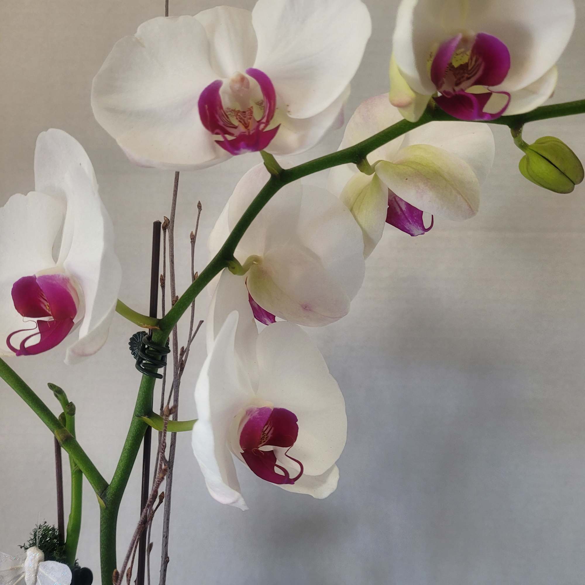 Two separate lovely white Phalaenopsis orchida featured in a ceramic container. This