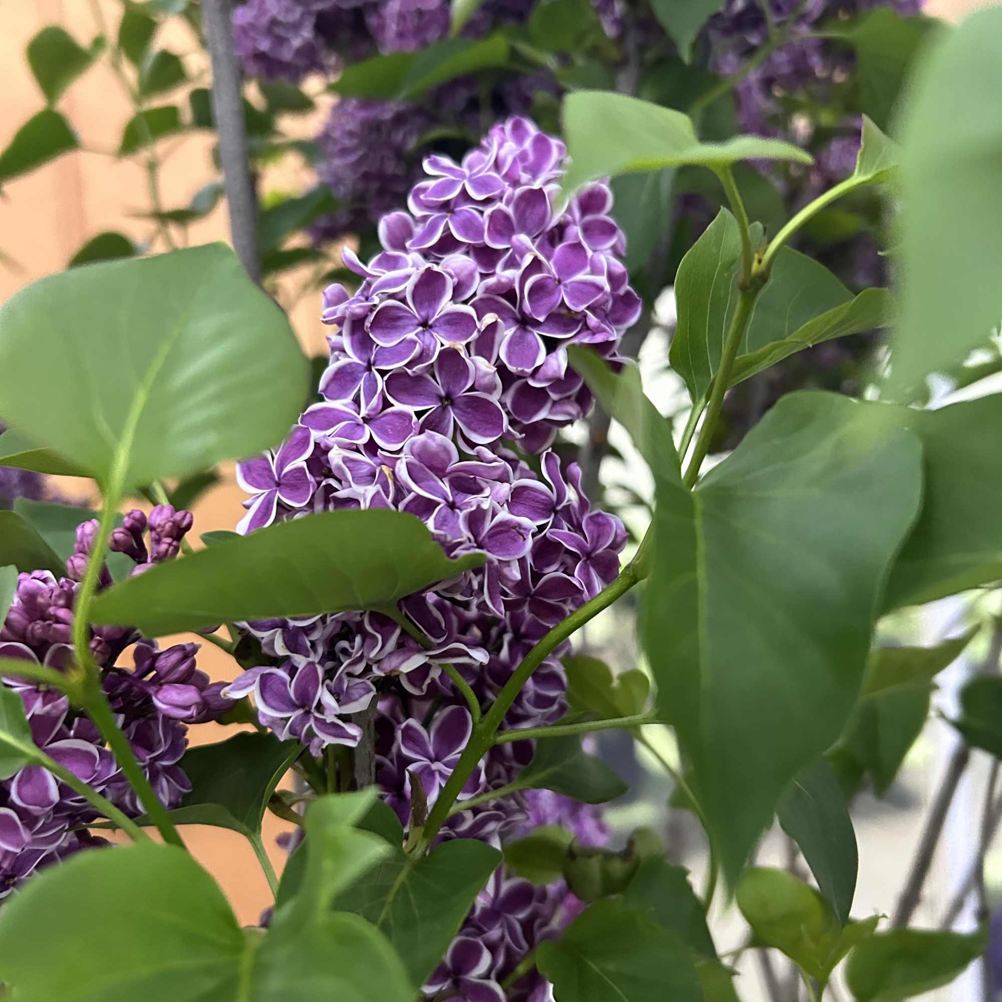 Bi-Colored Fragrant Lilac tree, they bloom in the spring and have such