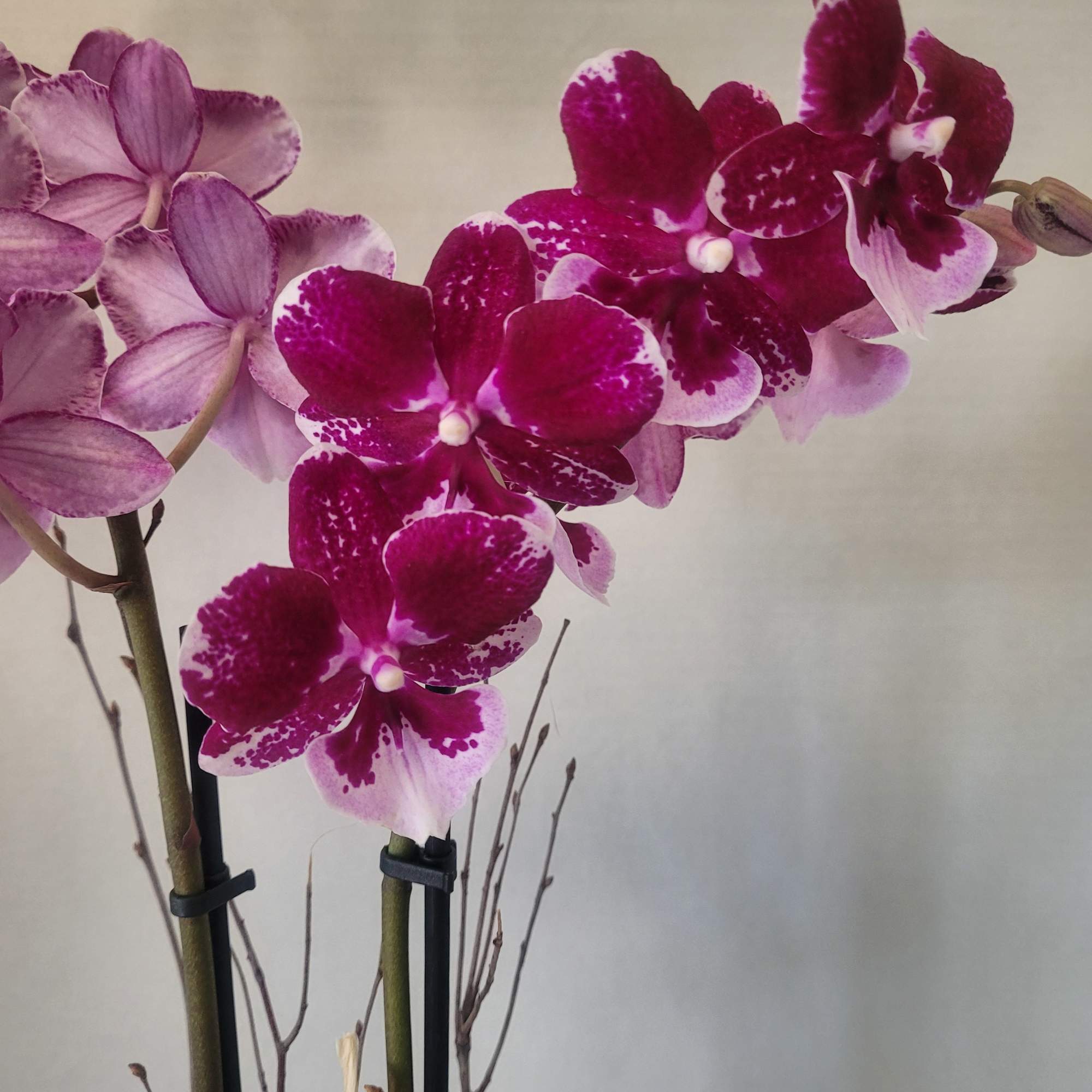 A beautiful Phalaenopsis Orchid that's meant to "wow" anyone. It is an