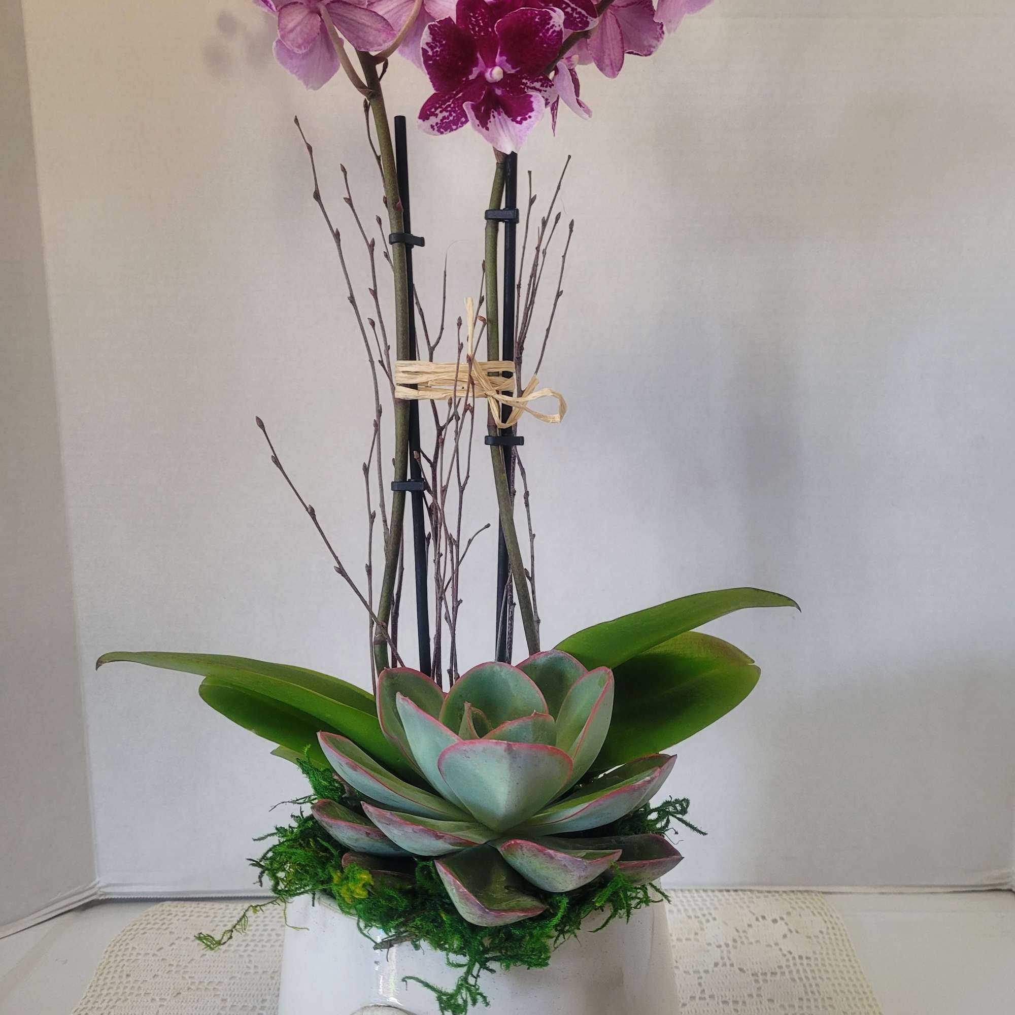 A beautiful Phalaenopsis Orchid that's meant to "wow" anyone. It is an