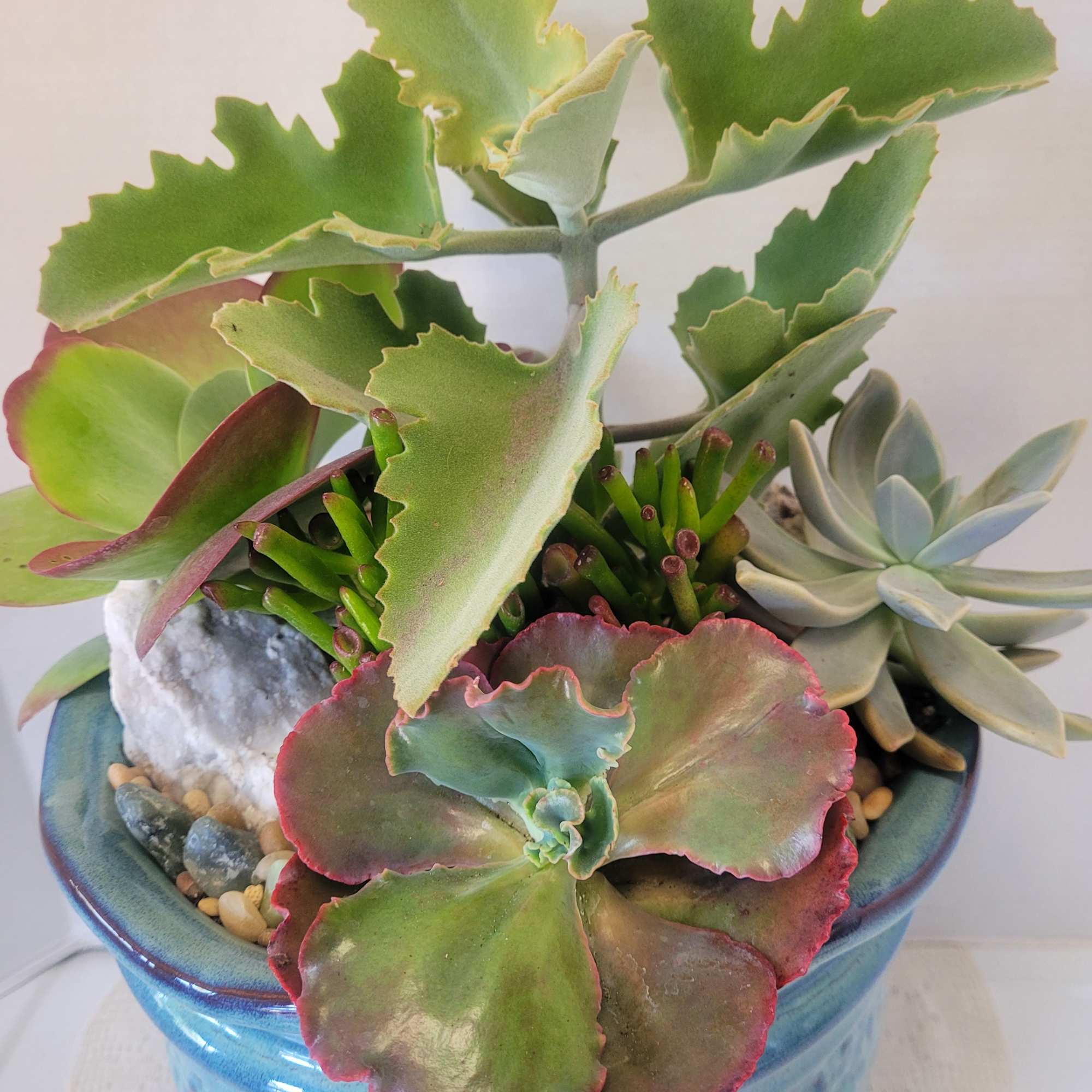 An amazing succulent landscape arrangement for your garden, porch or patio. 