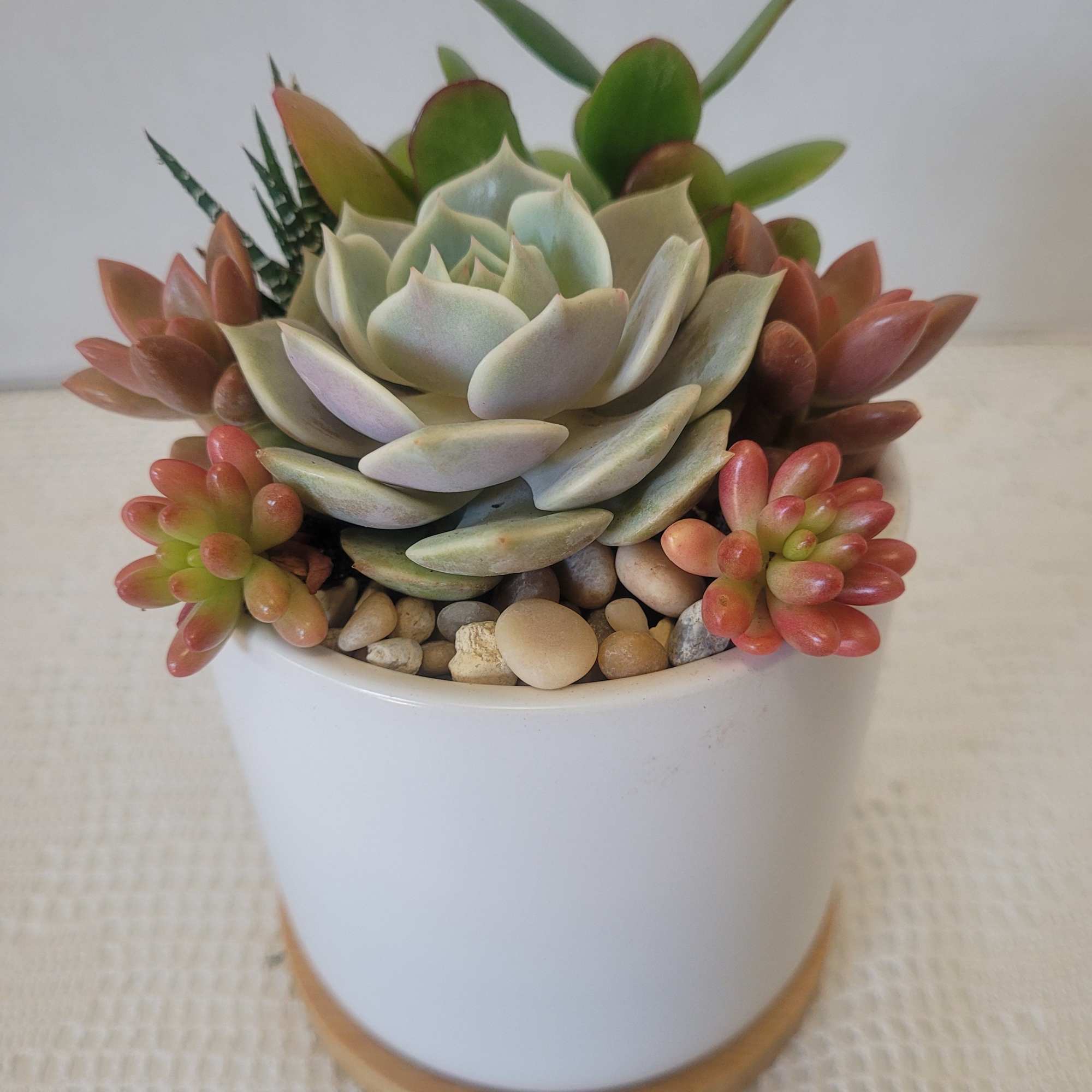 This small succulent arrangement is suitable for anyone. Very easy to care