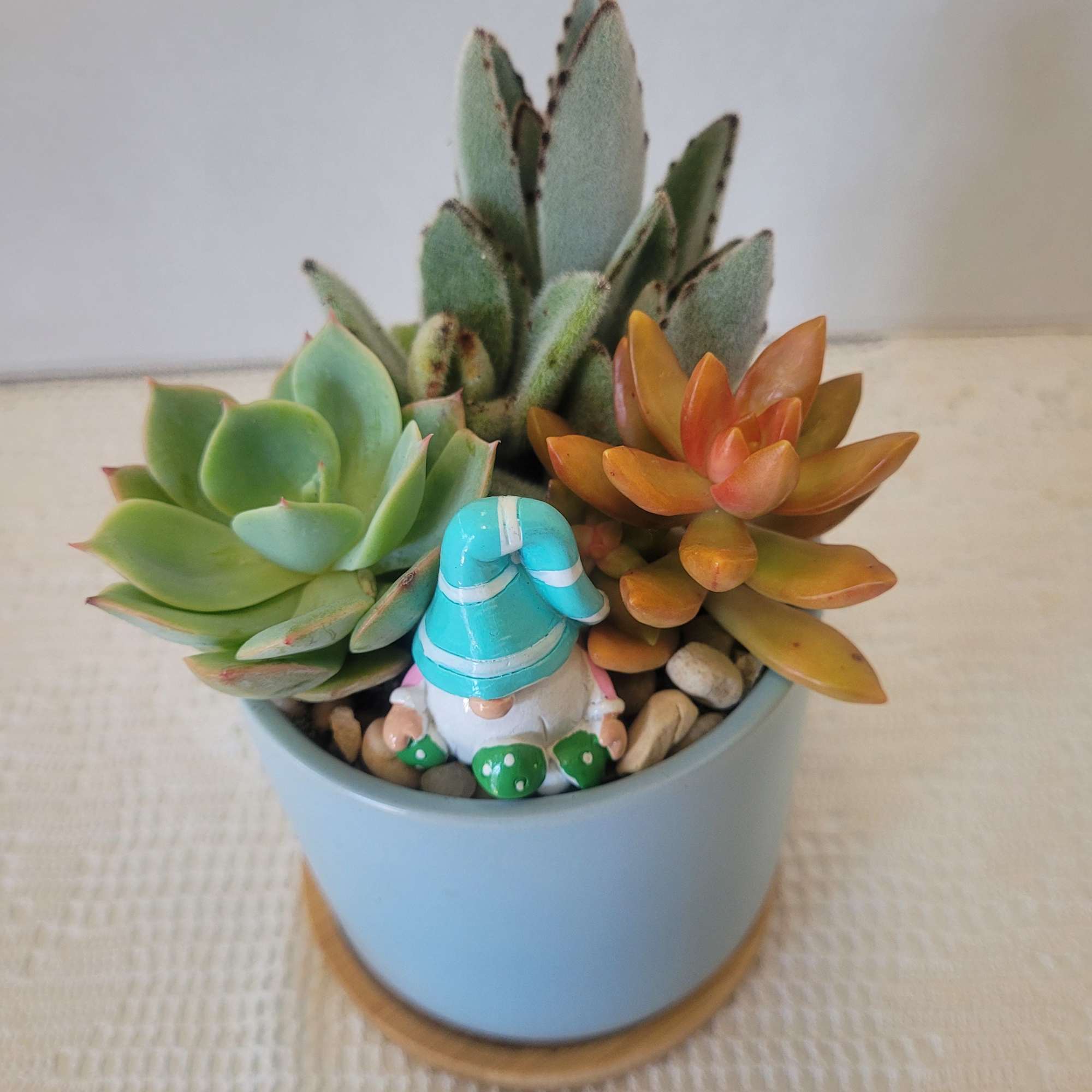 Very easy to care for succulents along with the bamboo saucer and