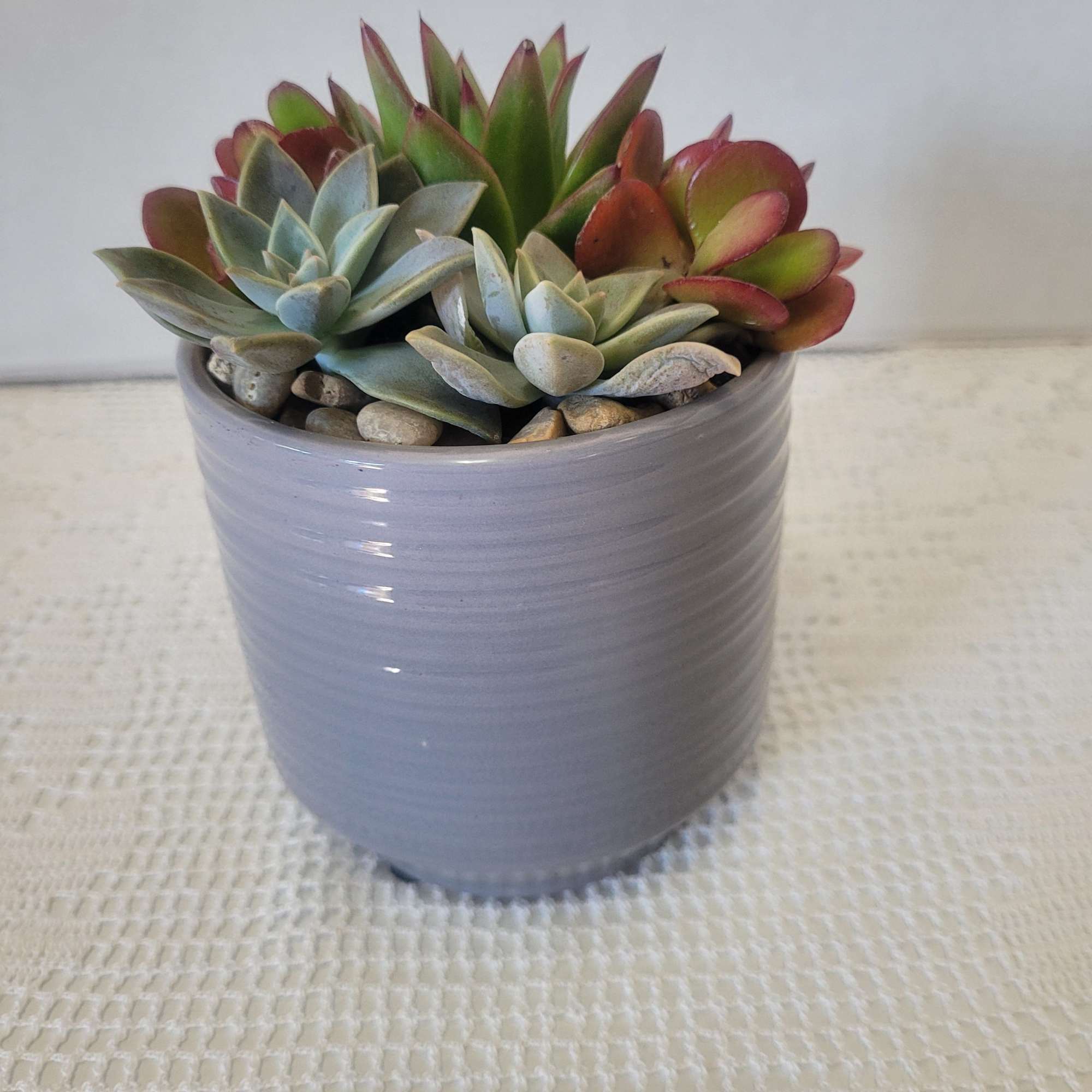 A simple ceramic container planted with hardy easy to care for succulents.