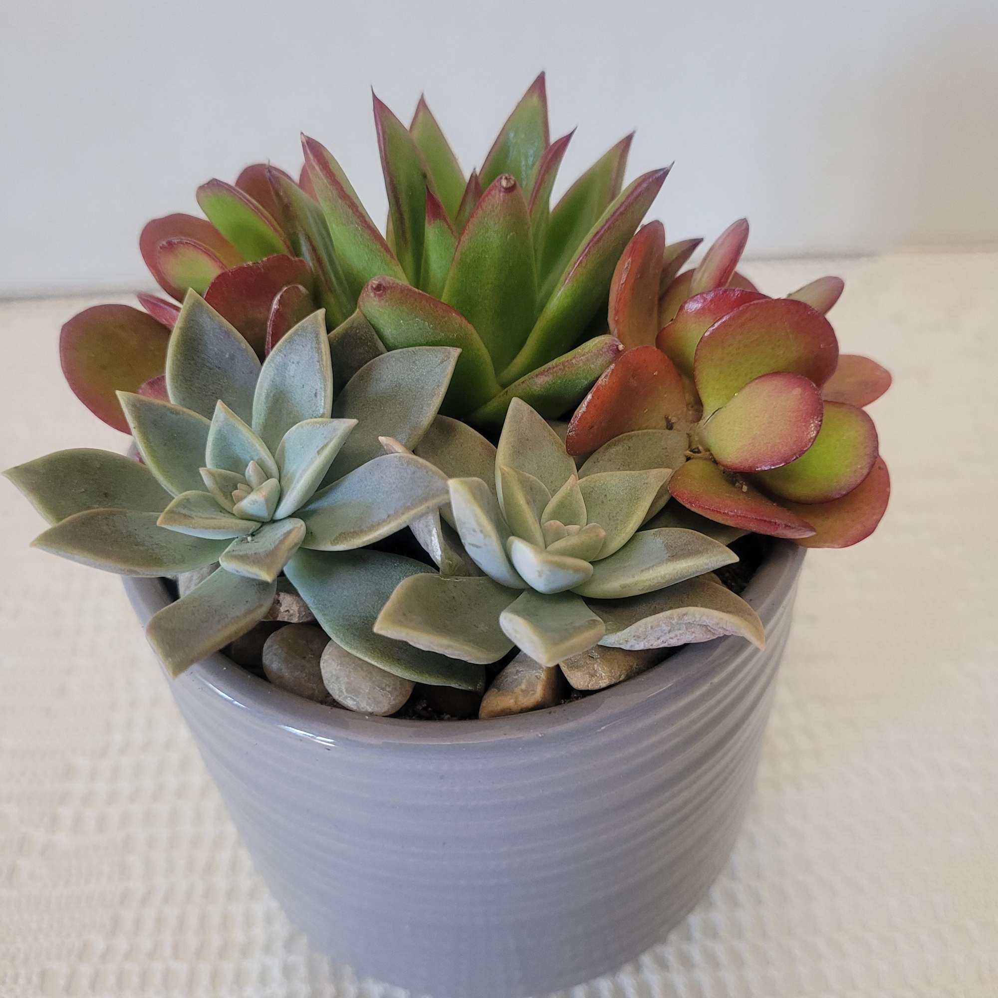 A simple ceramic container planted with hardy easy to care for succulents.