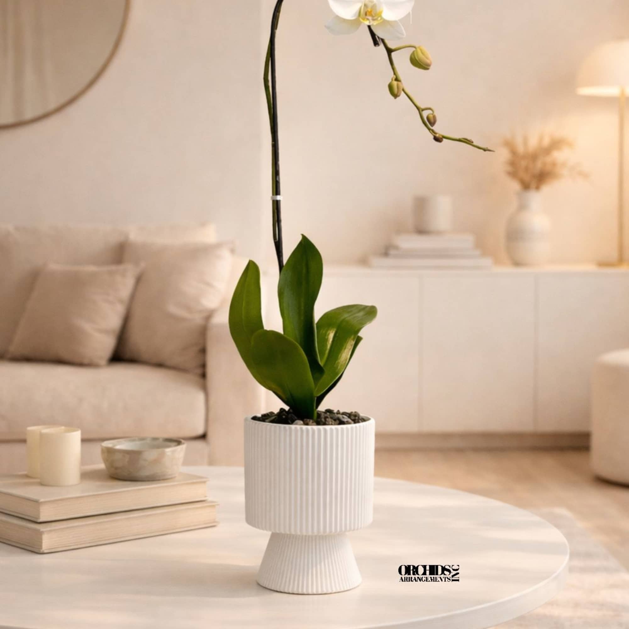 White orchid plant in a ribbed white pot on a round table