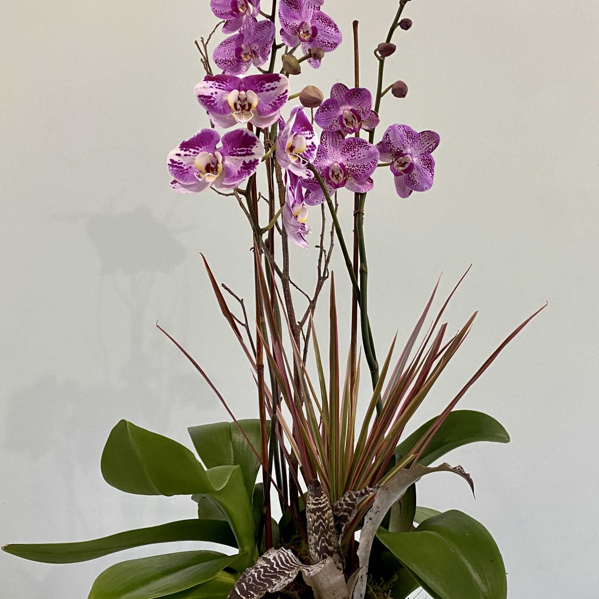 Purple orchids in a gold bowl planter with broad green leaves