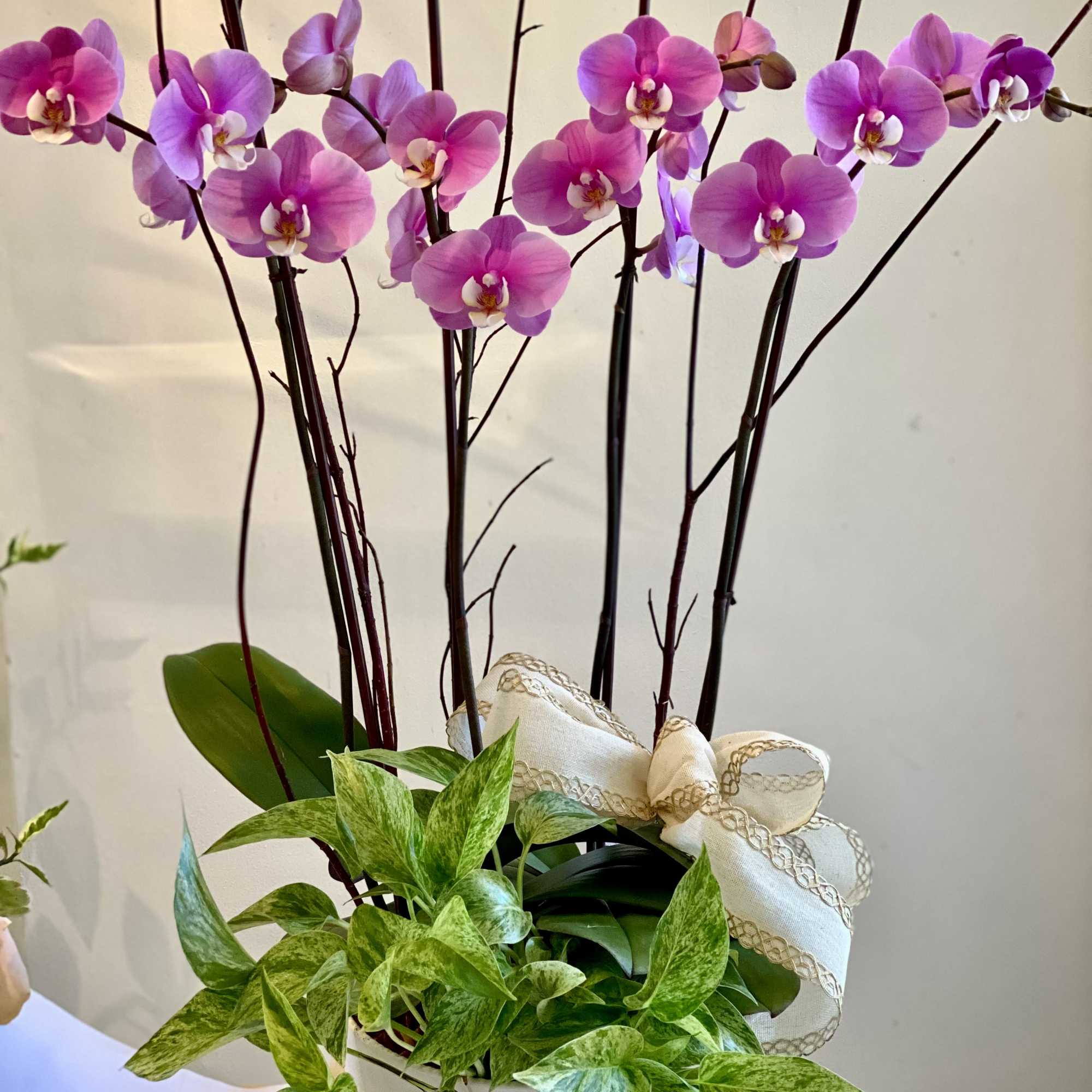 Pink orchids in a white pot with a decorative ribbon