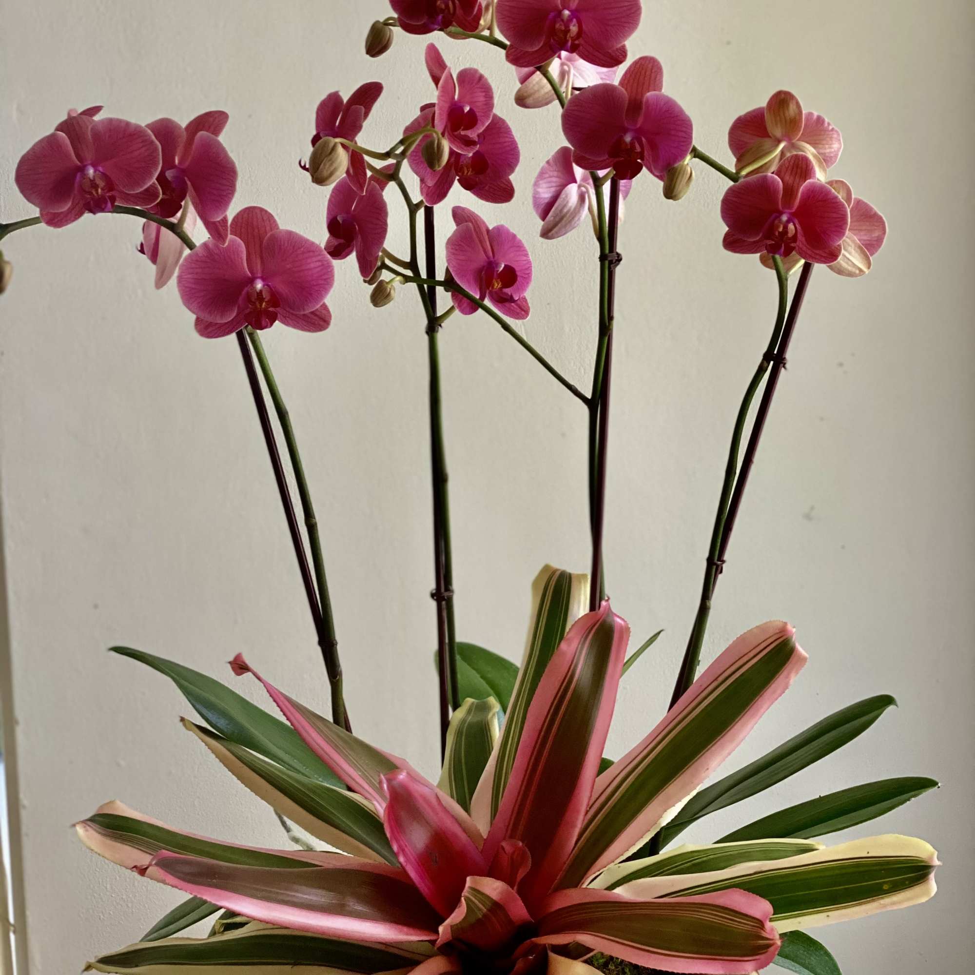 Pink orchids in a woven basket with a variegated pink-and-green plant