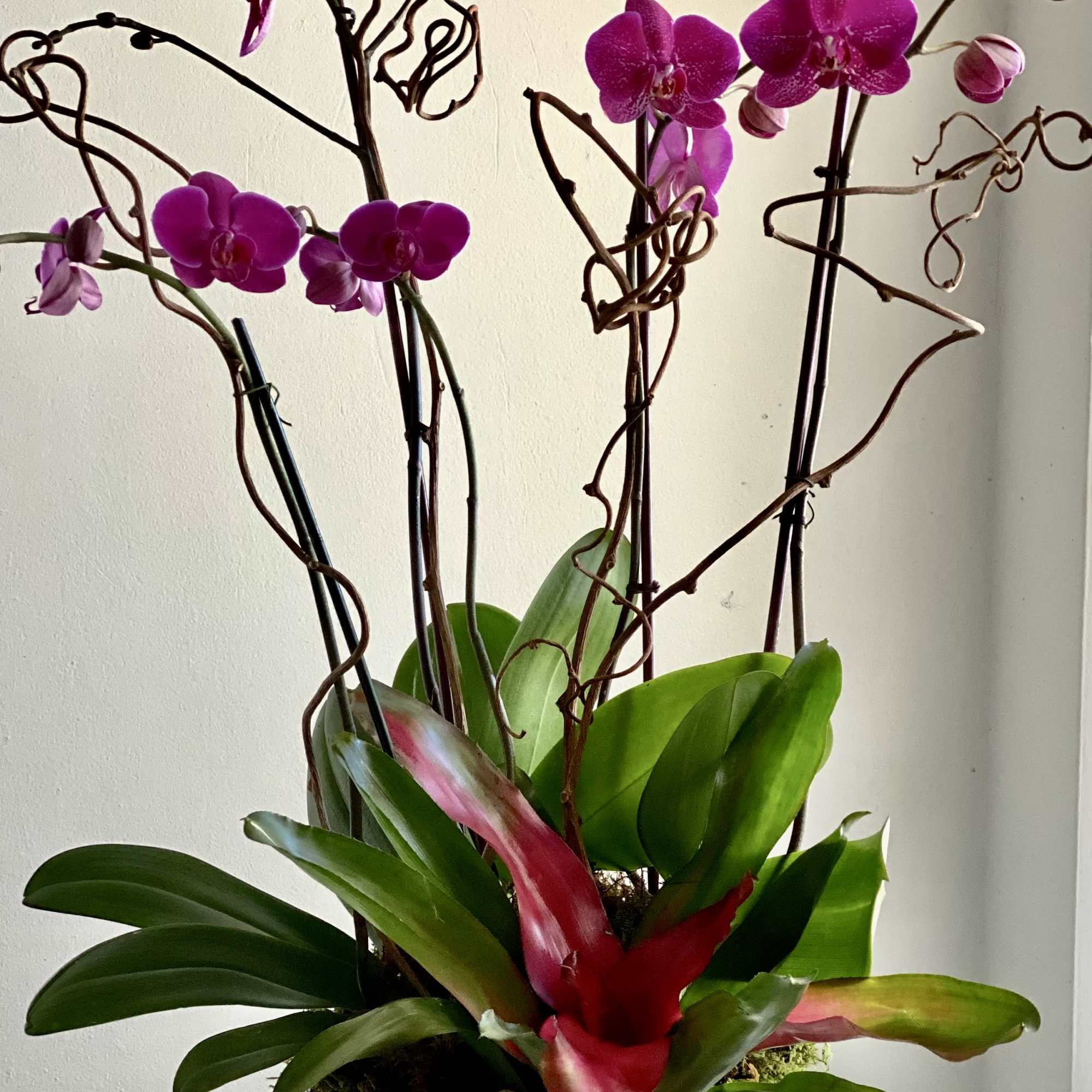 Magenta orchids in a white textured bowl planter