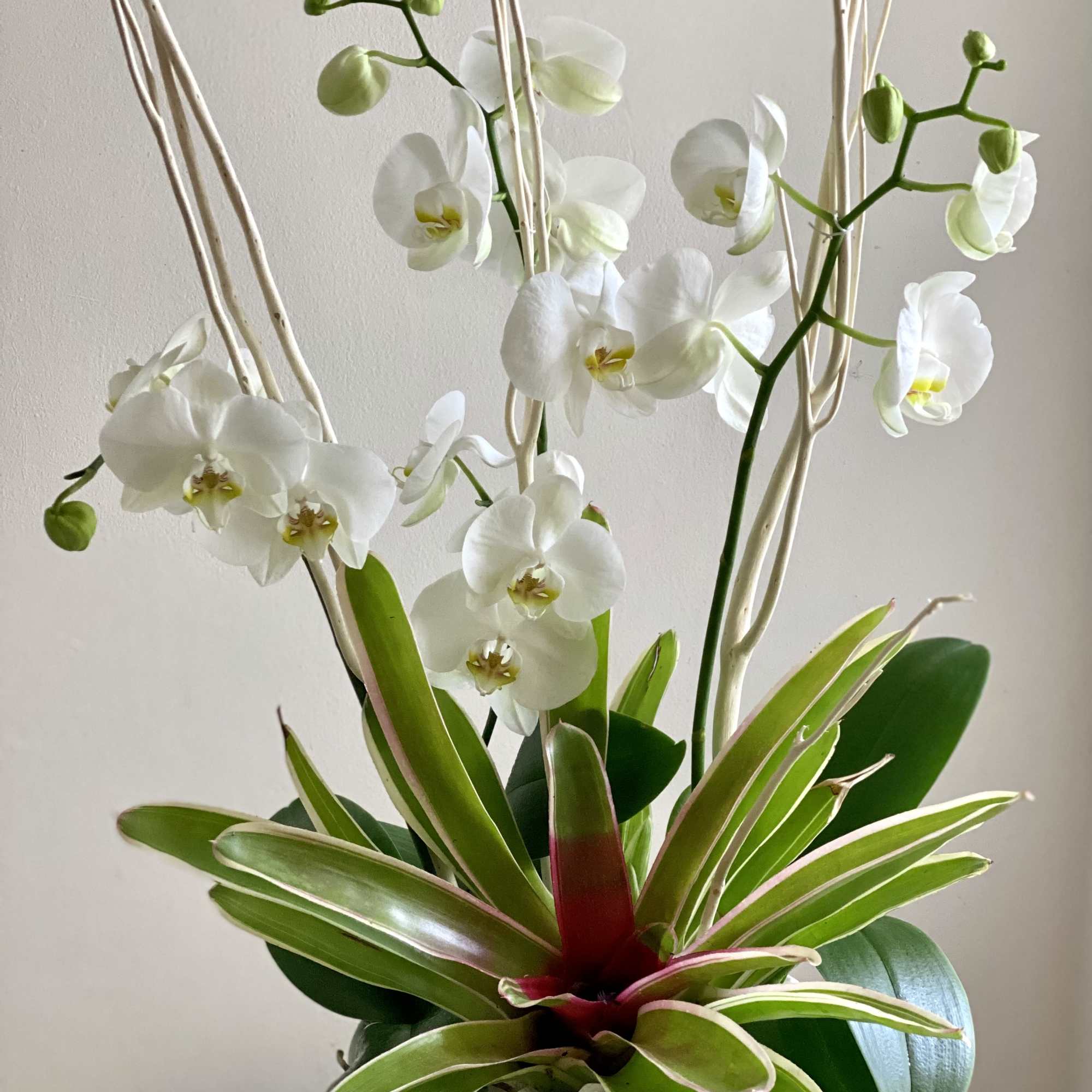White orchids in a white bowl with a spiky green plant