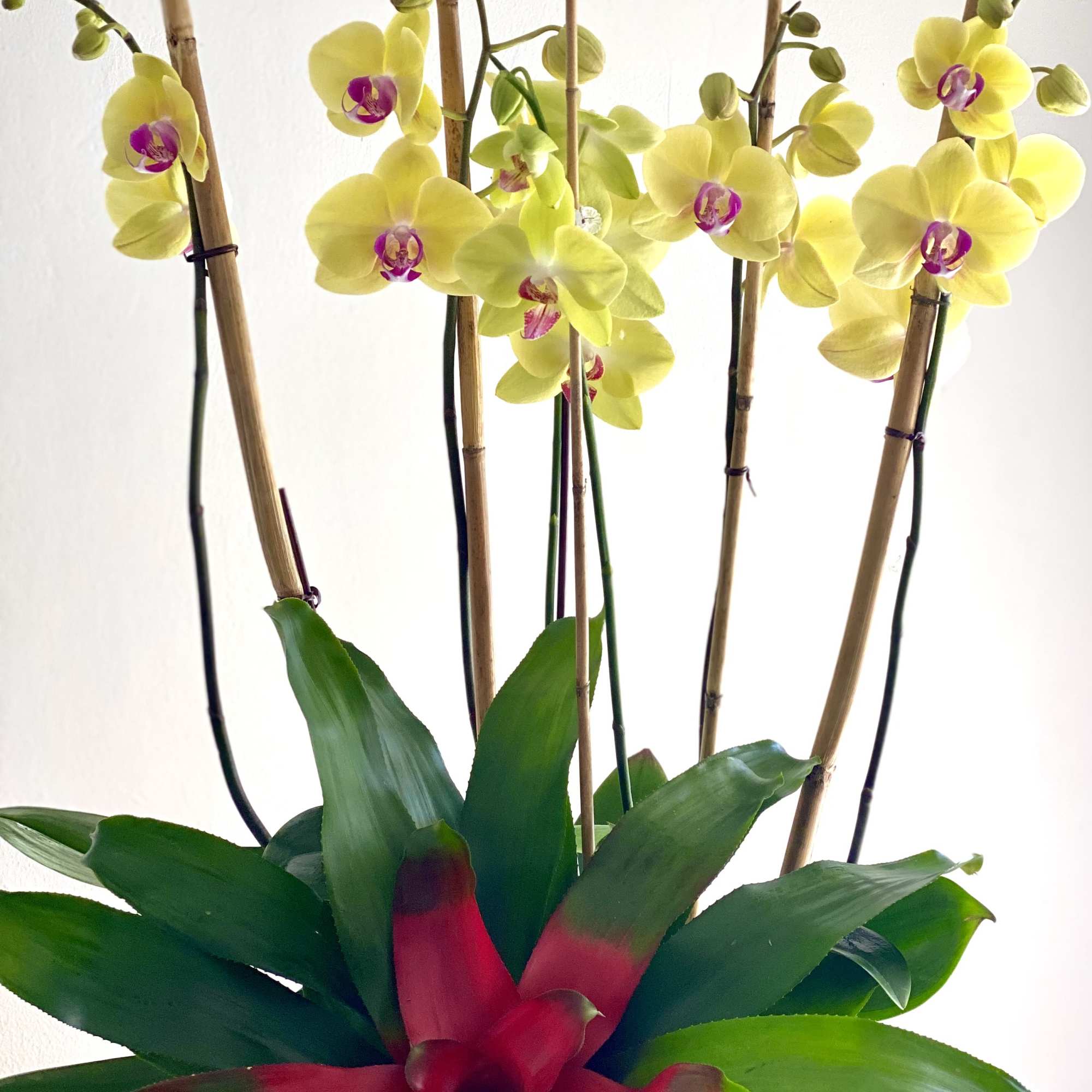 Yellow orchids with a red bromeliad plant