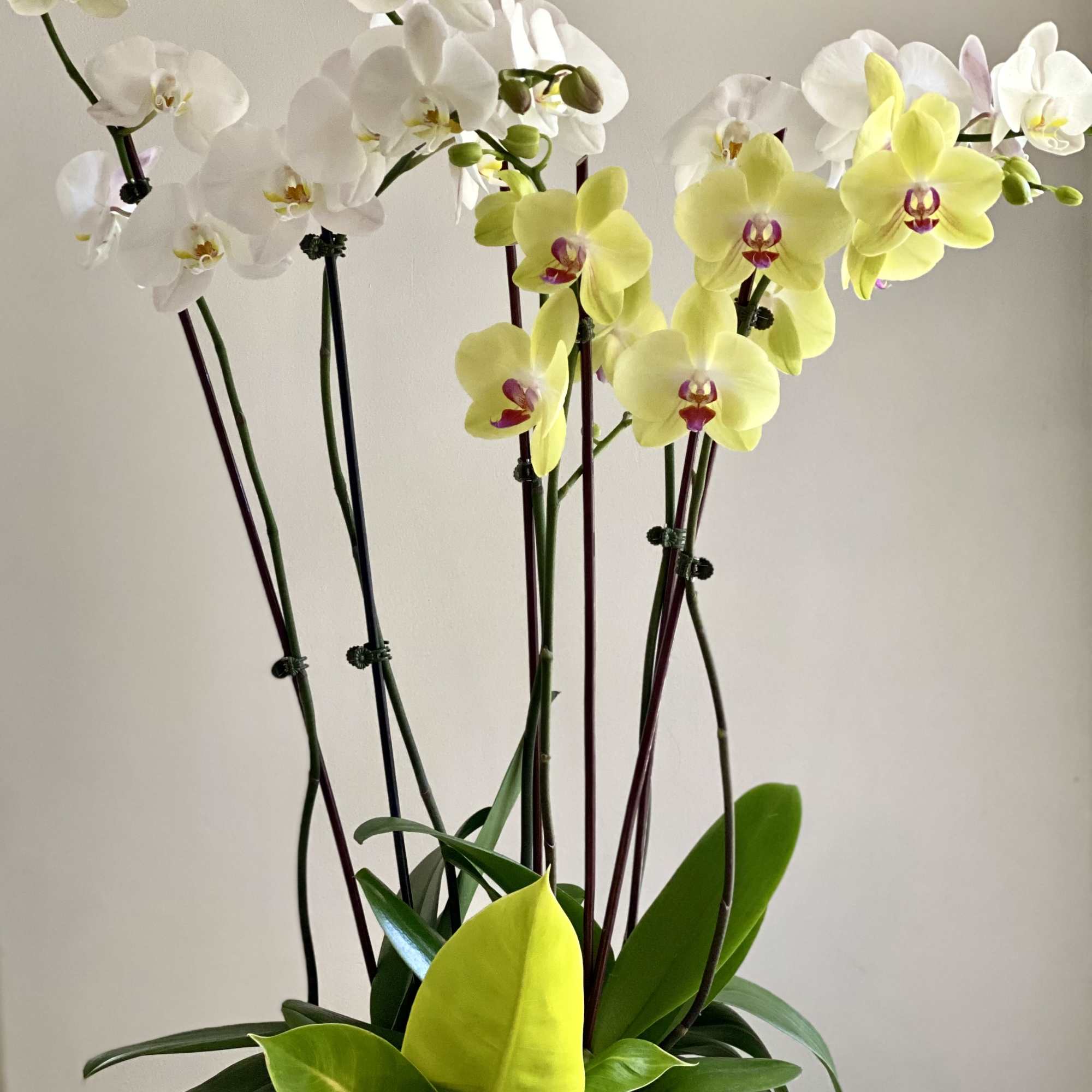 Potted orchids with white and yellow blooms in a white container