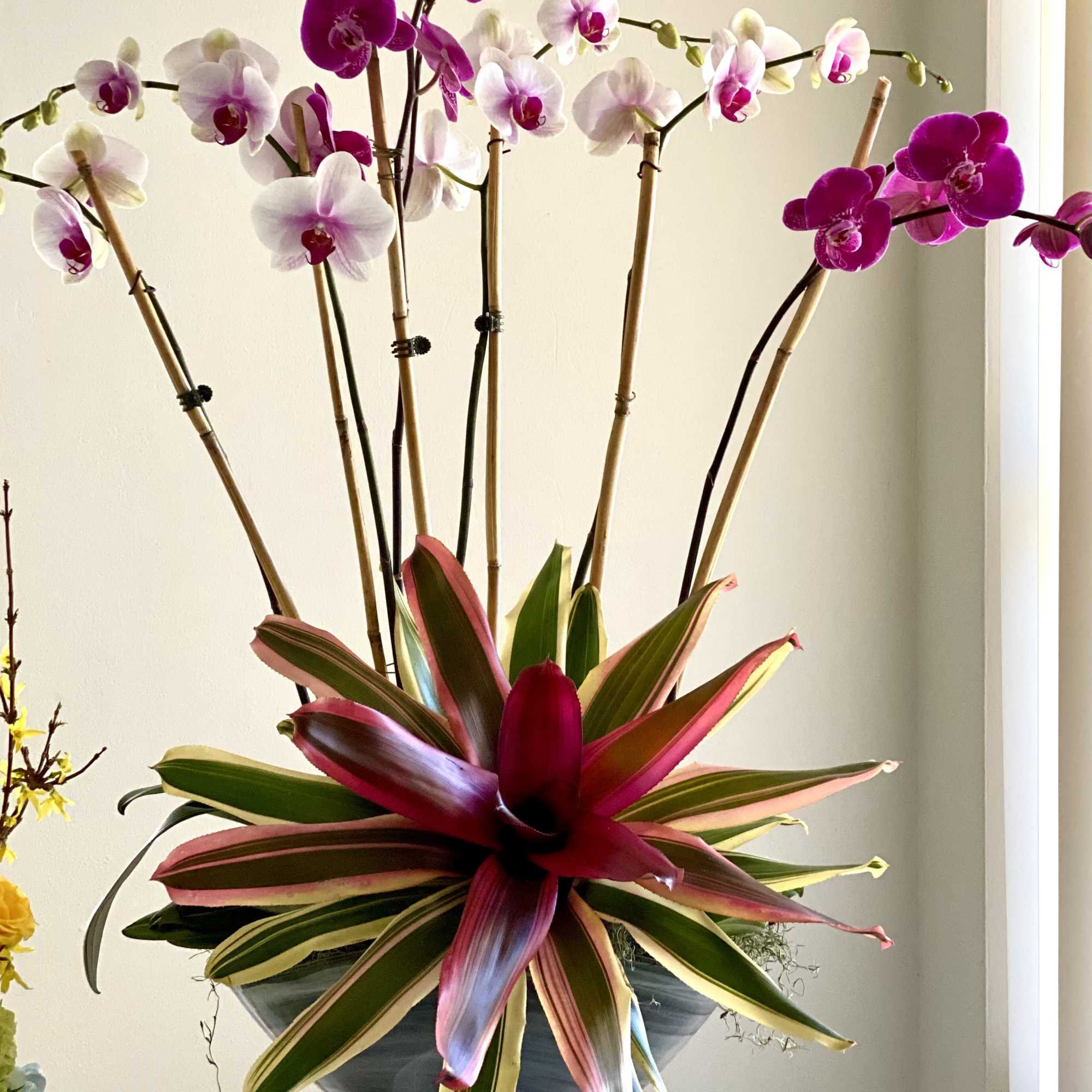 Potted orchids with pink and white blooms and a red-green bromeliad