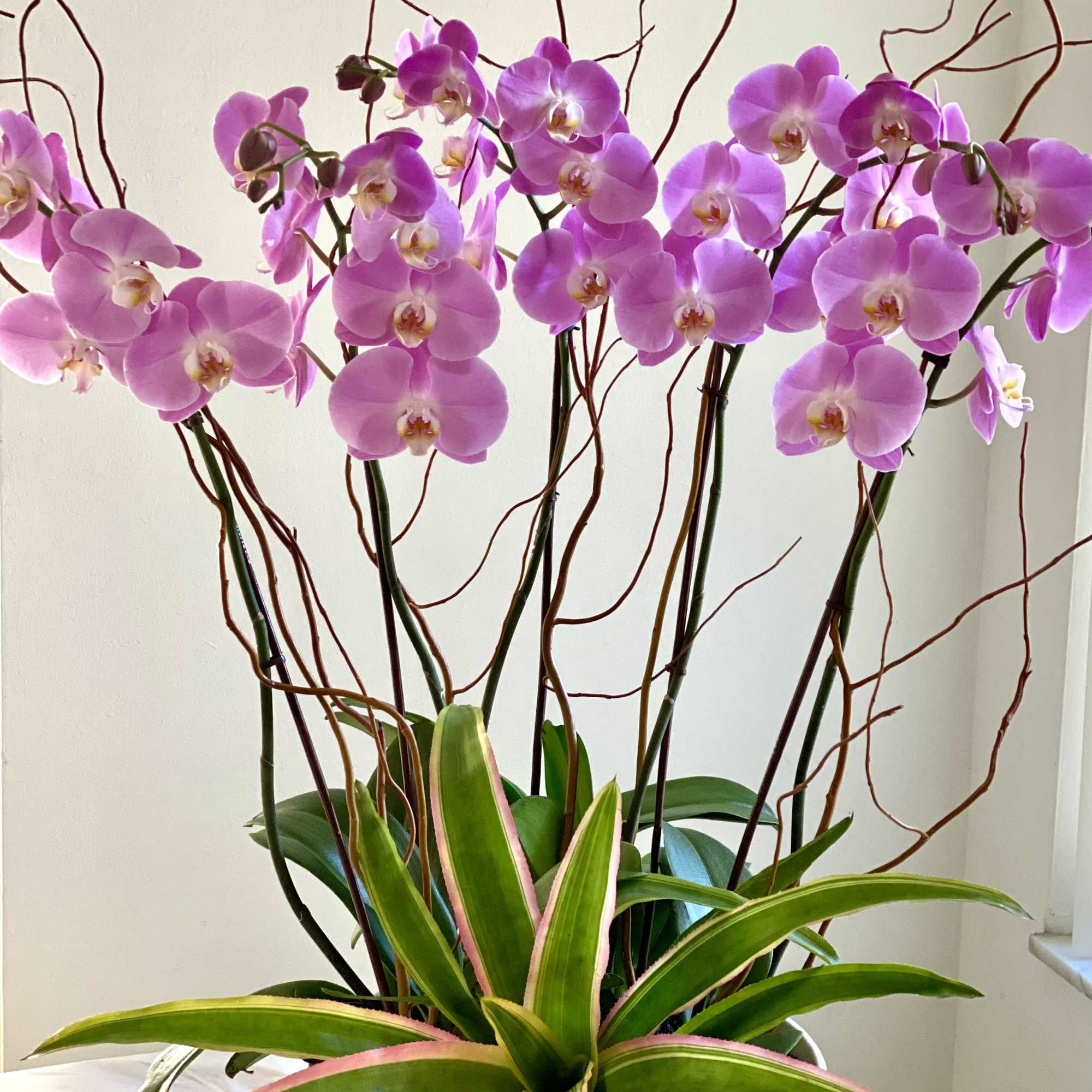 Pink orchids arranged with a variegated bromeliad in a white container