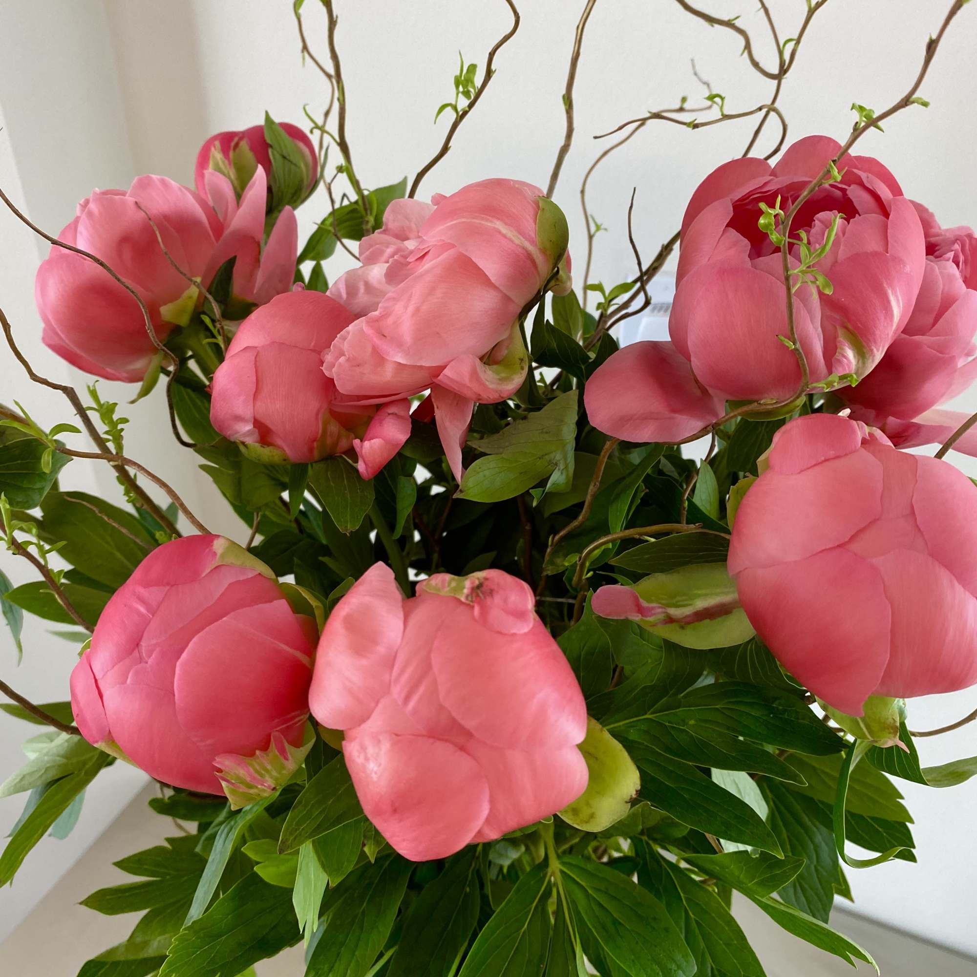 32&rdquo; tall arrangement with coral peonies and curly willow in 
footed 