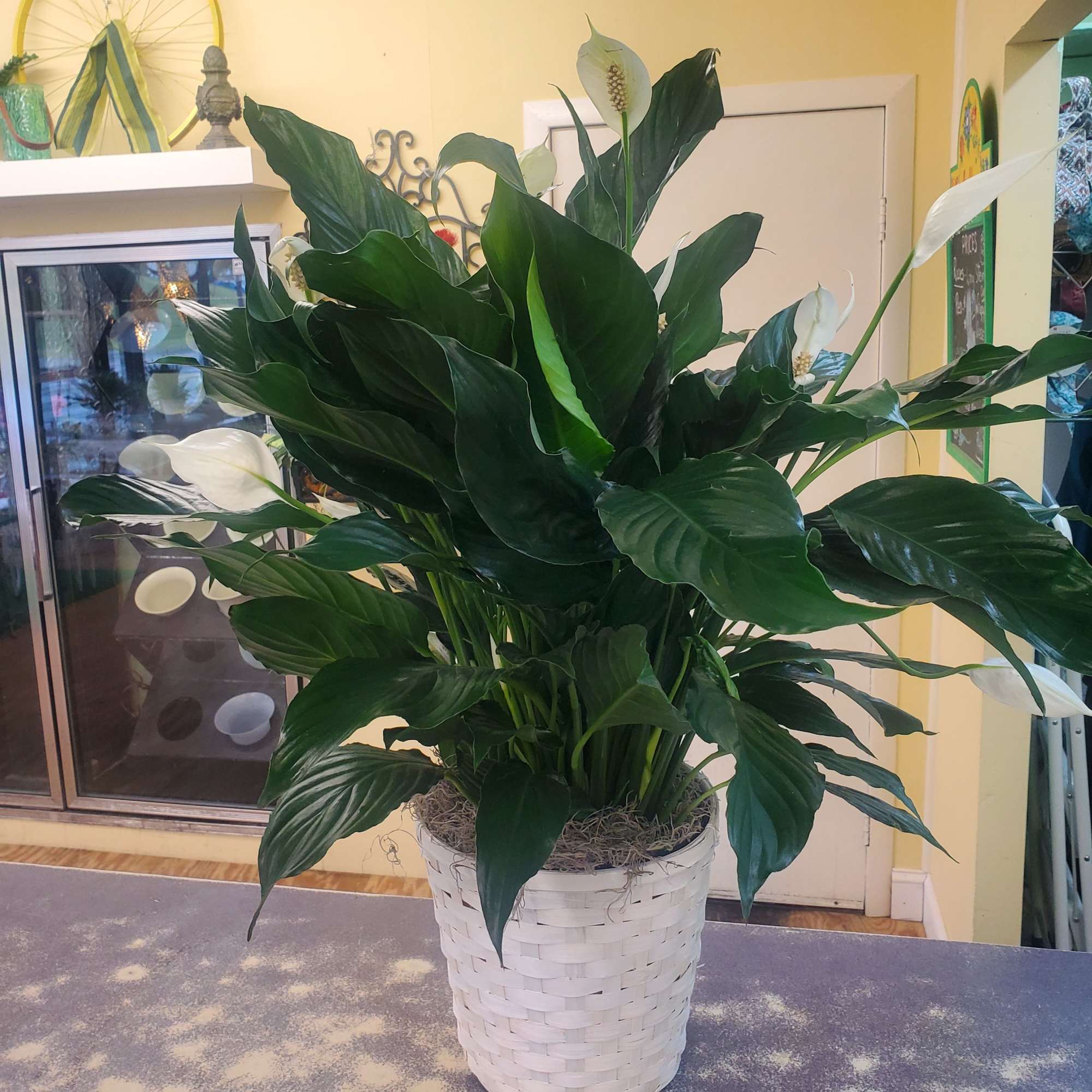 Spathiphyllum Plant in a white washed wicker basket with bow. 