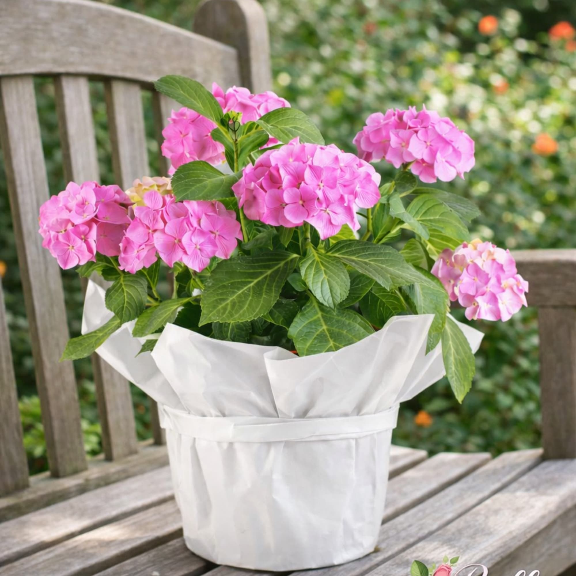 A seasonal bllominggarden plant is a beautiful choice for those who enjoy