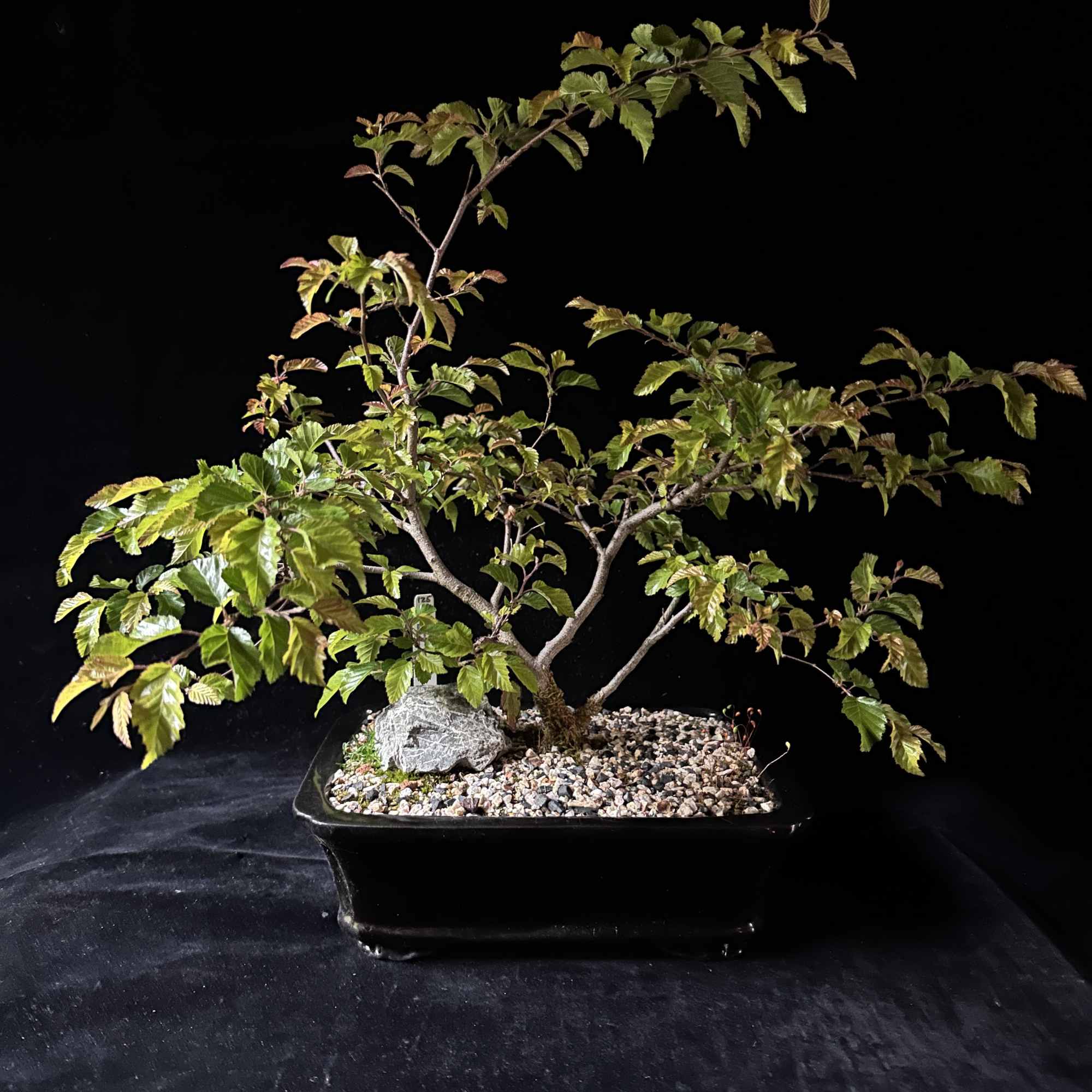 From our own local Bonsai Experts at Lone Pine Gardens
Plant measurements- 18"H