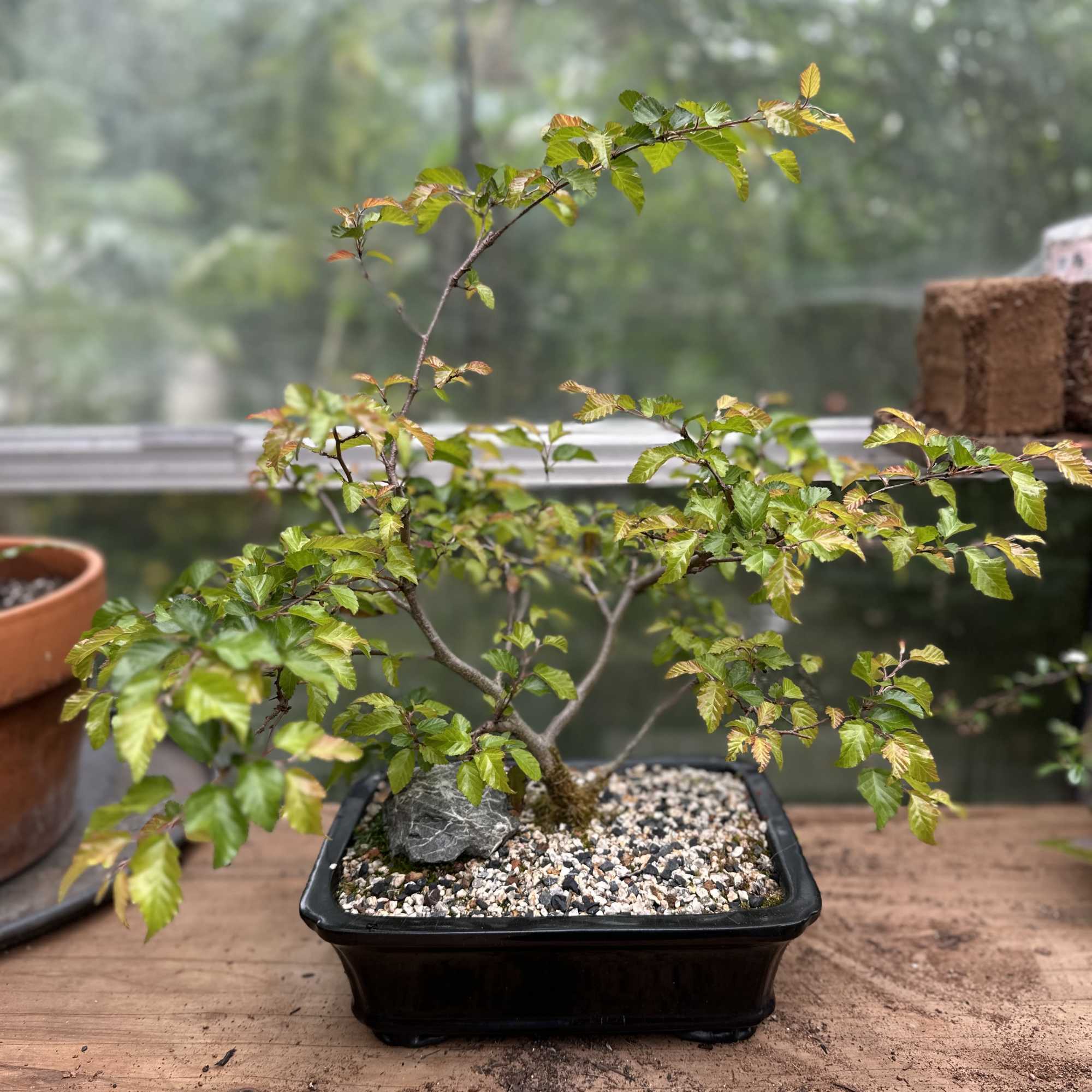 From our own local Bonsai Experts at Lone Pine Gardens
Plant measurements- 18"H
