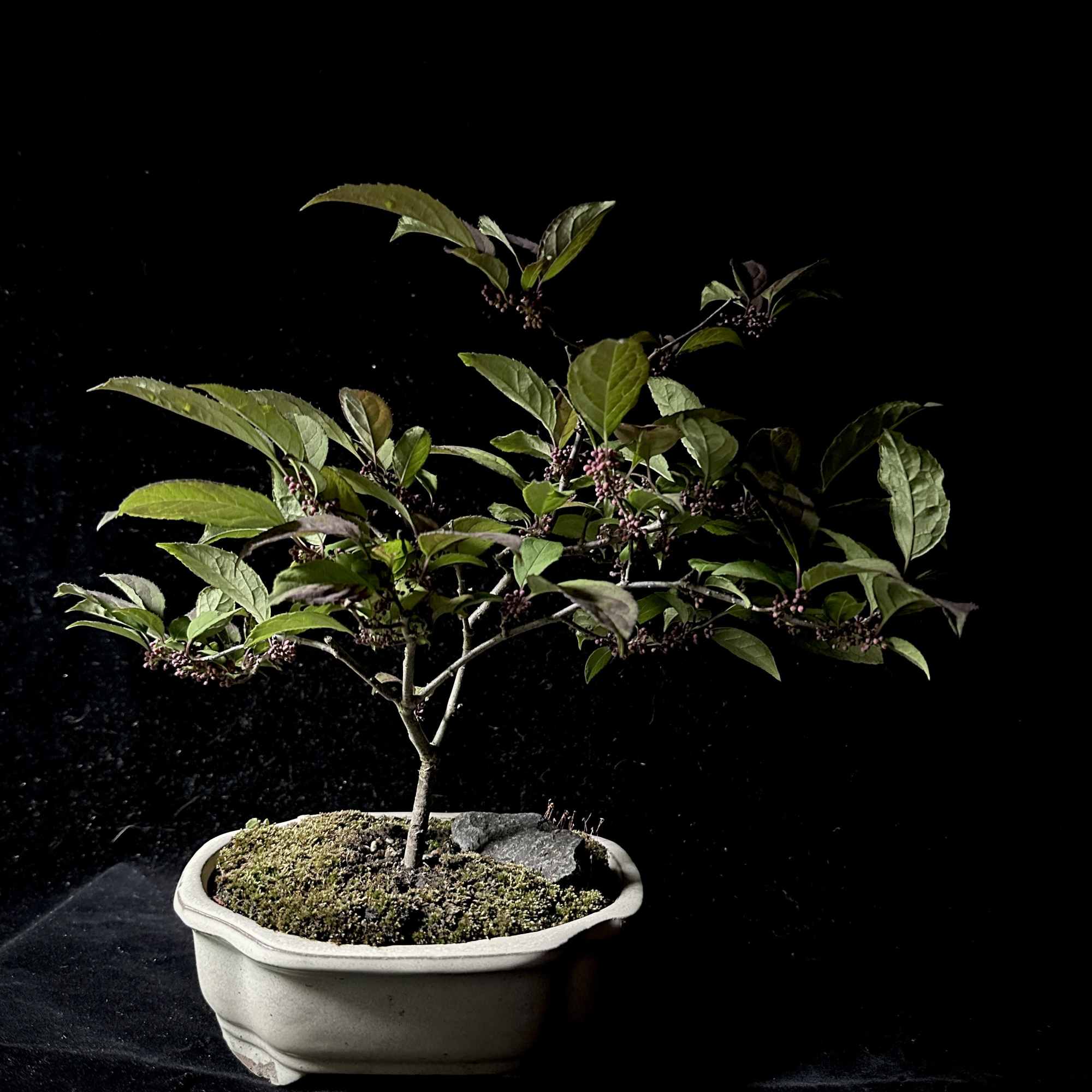 Grown by our local Bonsai Experts at Lone Pine Gardens
Plant Measures 13"H