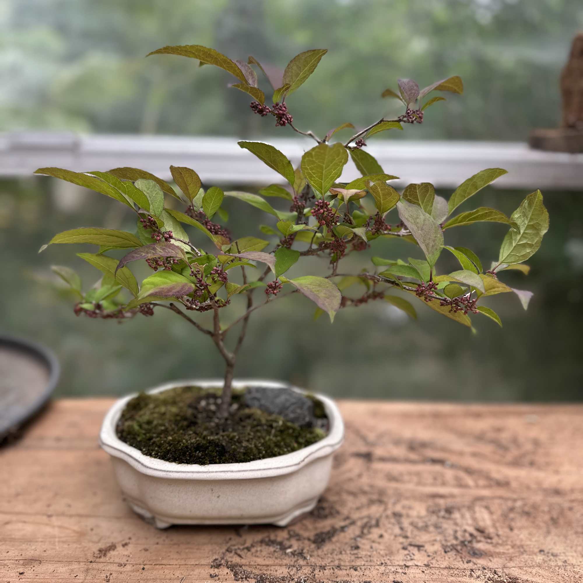 Grown by our local Bonsai Experts at Lone Pine Gardens
Plant Measures 13"H