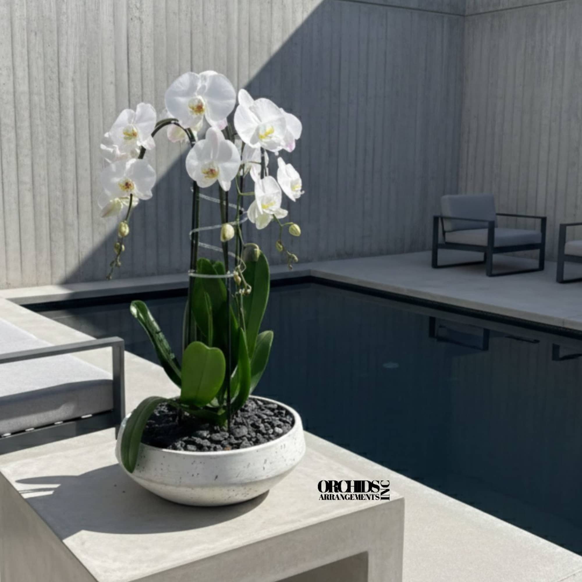 White orchids in a shallow bowl planter on a concrete table