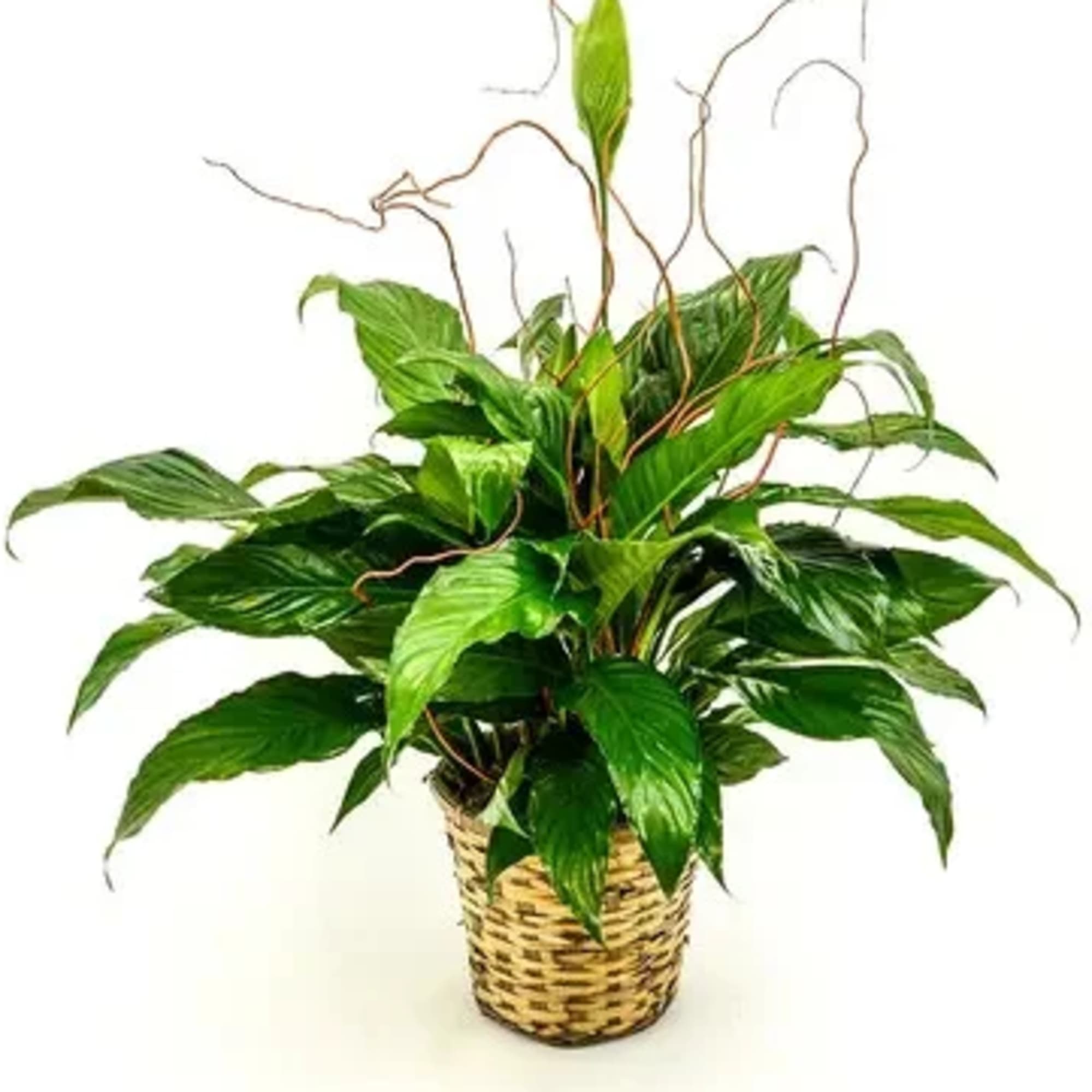 This plant is a perfect choice for housewarming gifts, expressions of sympathy