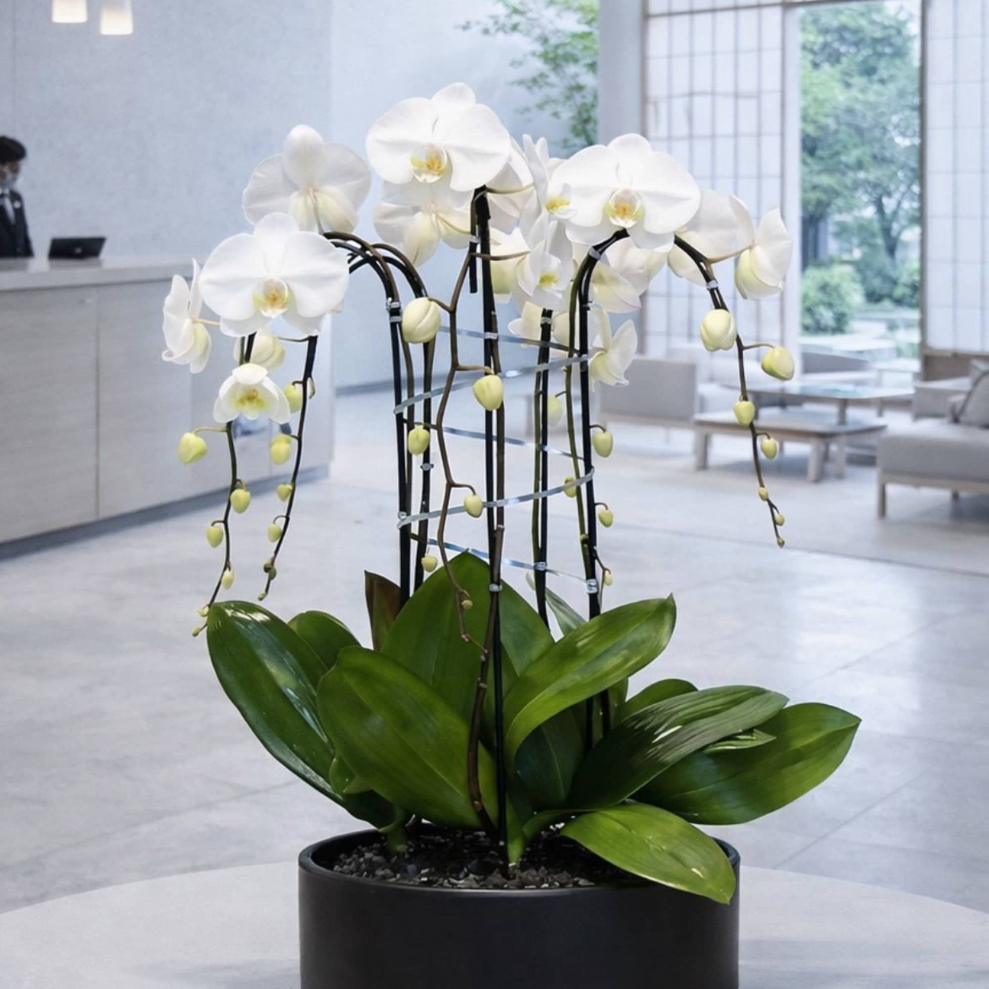 White orchids arranged in a black round planter