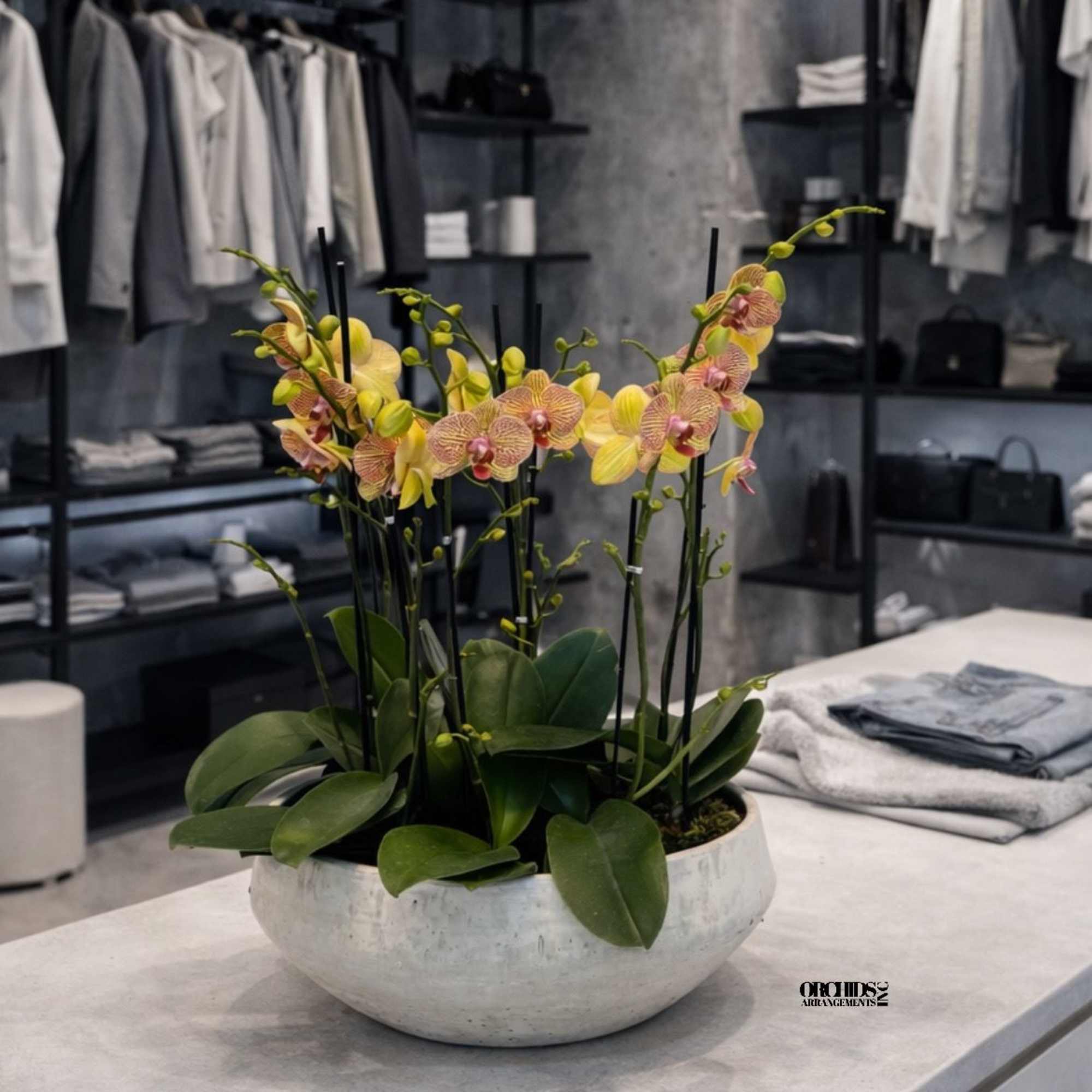 Yellow orchids arranged in a white bowl on a counter