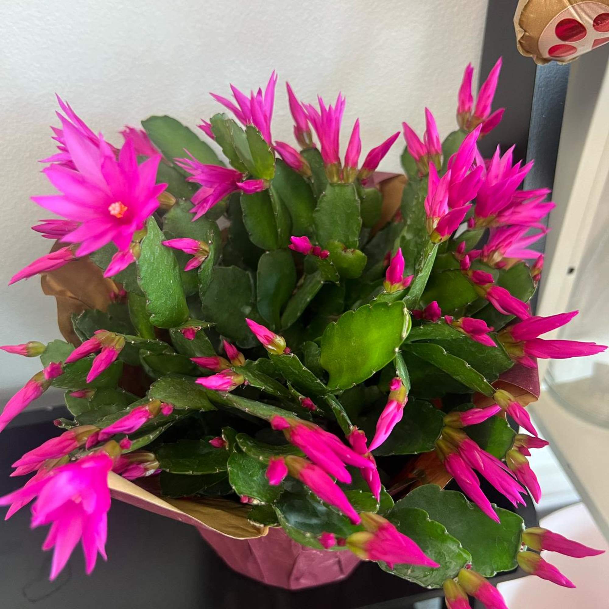 Potted cactus with bright pink blooms in a decorative wrap
