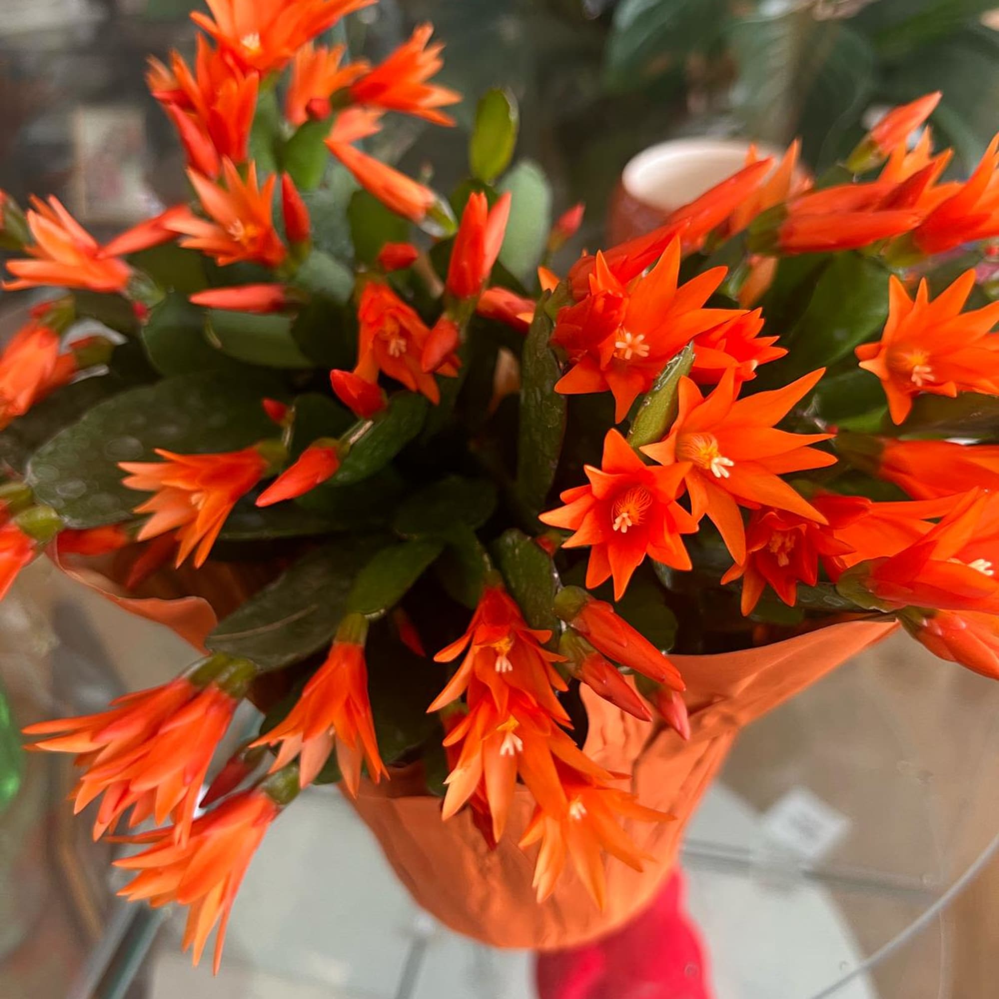 Orange flowering succulent in a small wrapped pot