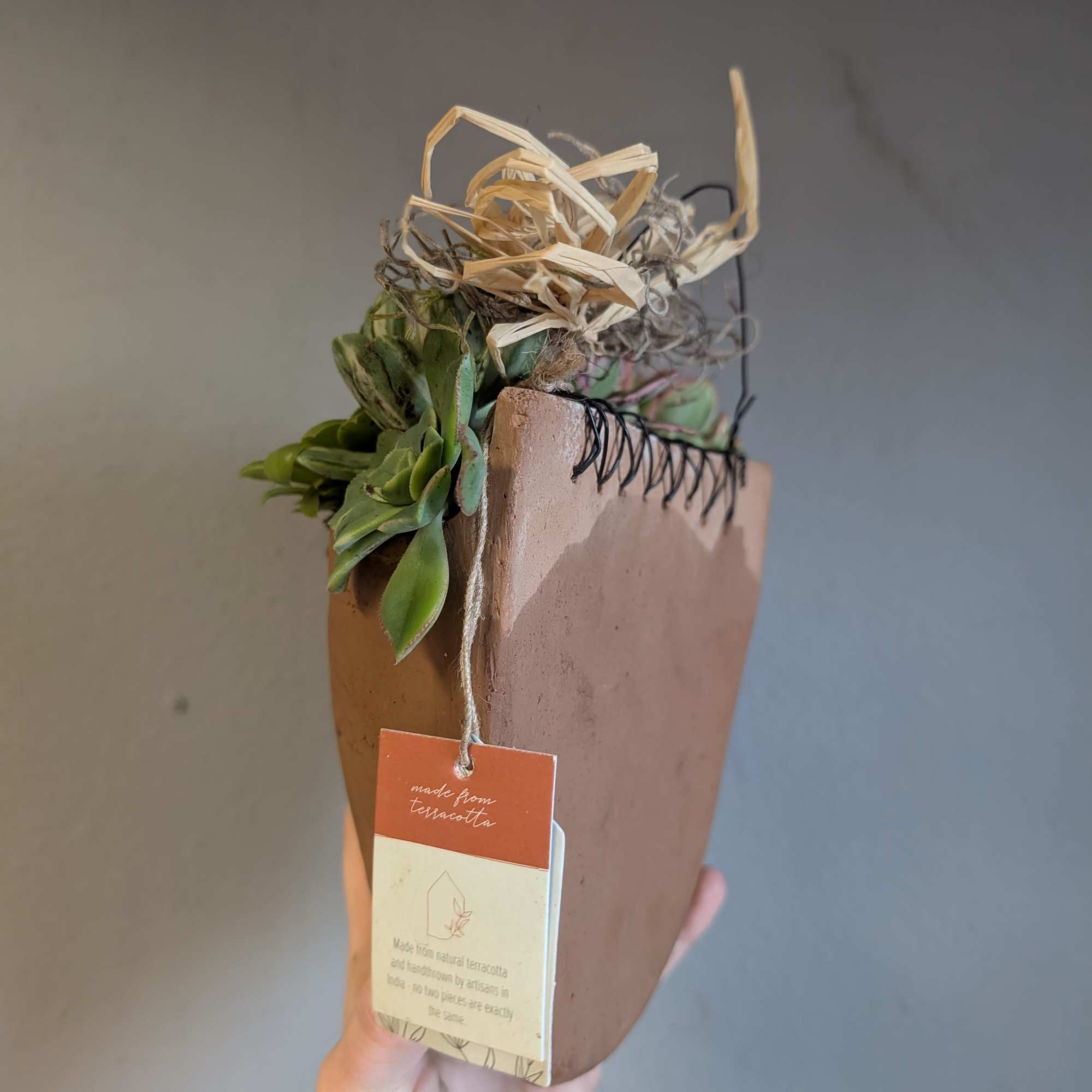 Potted succulents in a hanging terracotta container. 