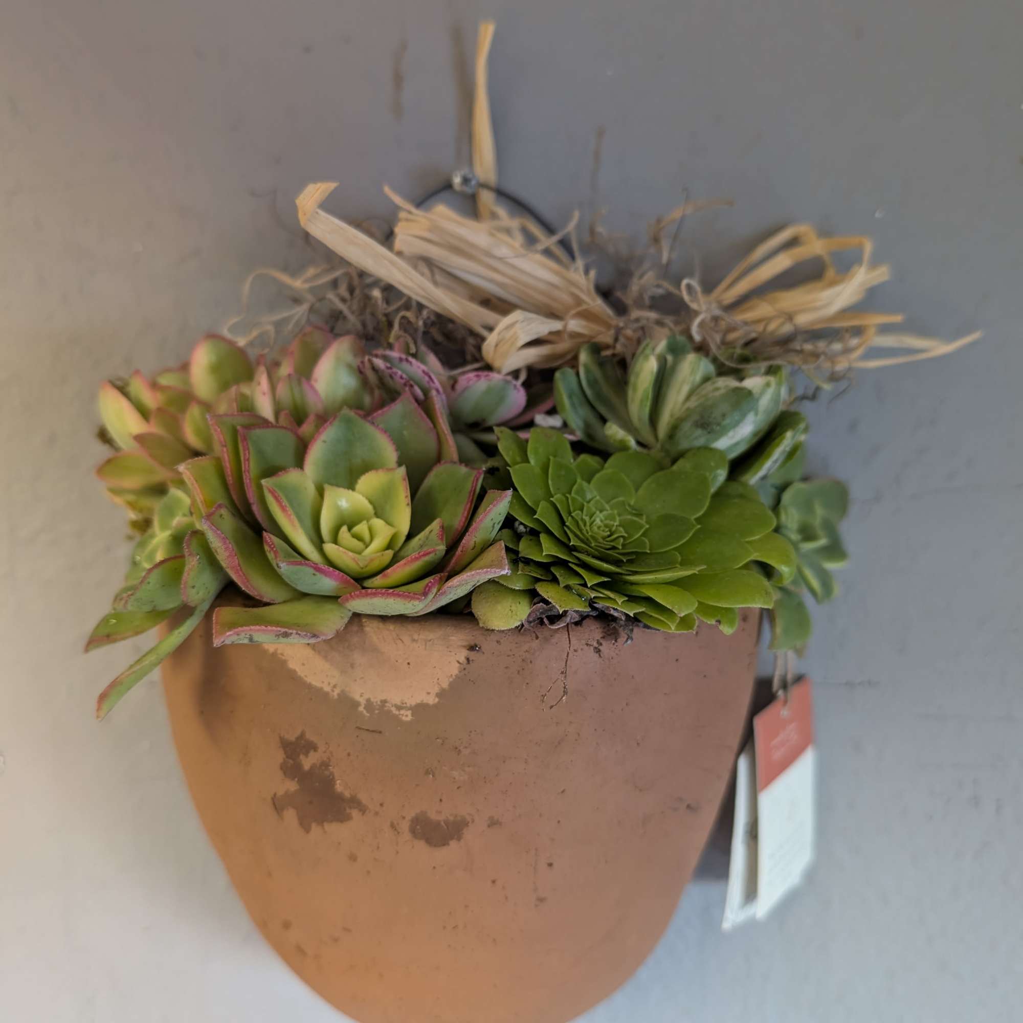 Wall-mounted terracotta pot filled with assorted green succulents and raffia accents.