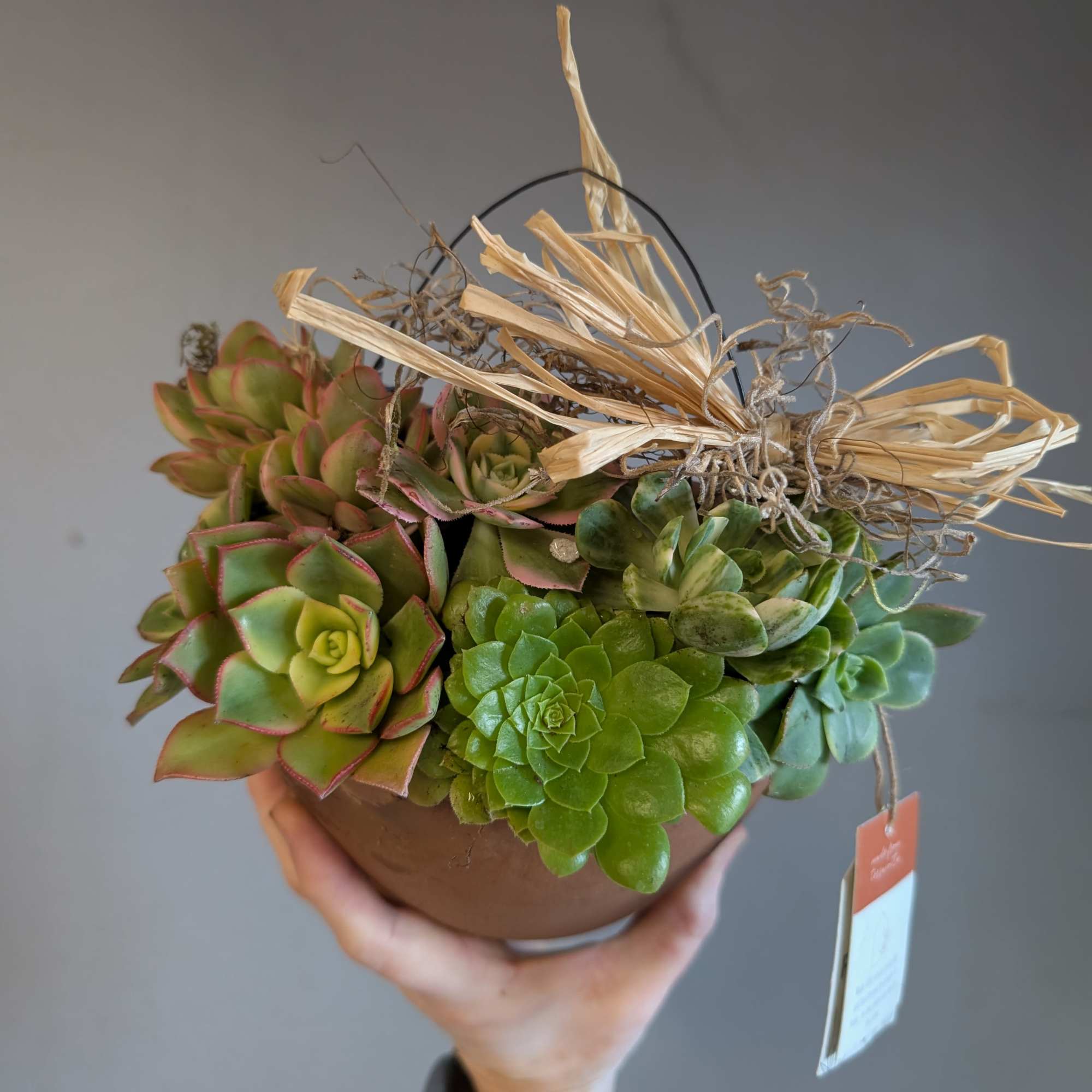 Potted succulent arrangement in a brown container with raffia bow, held in one hand.